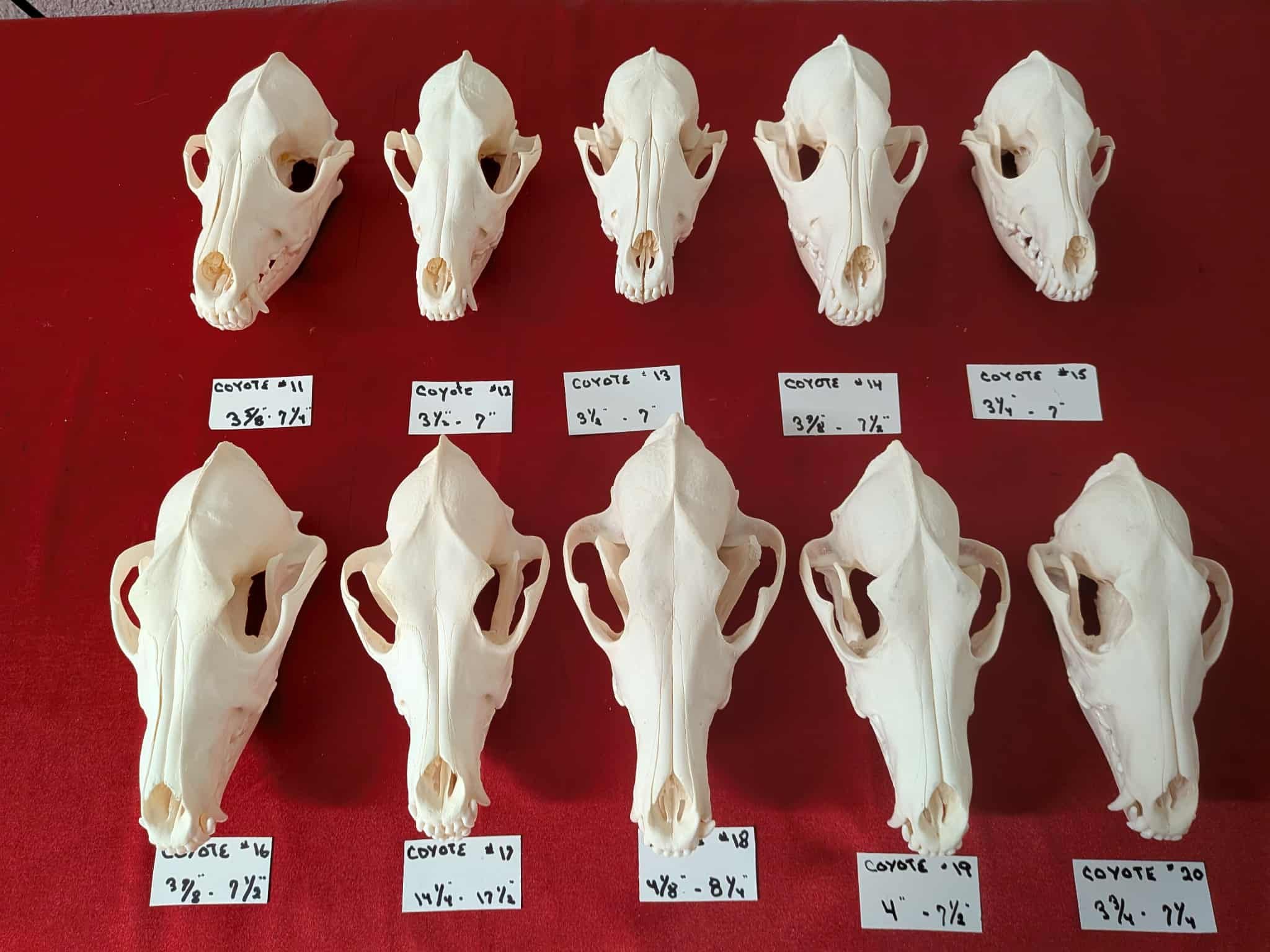 FHSUZ17 - 10 Coyote Skulls taxidermy $65 each