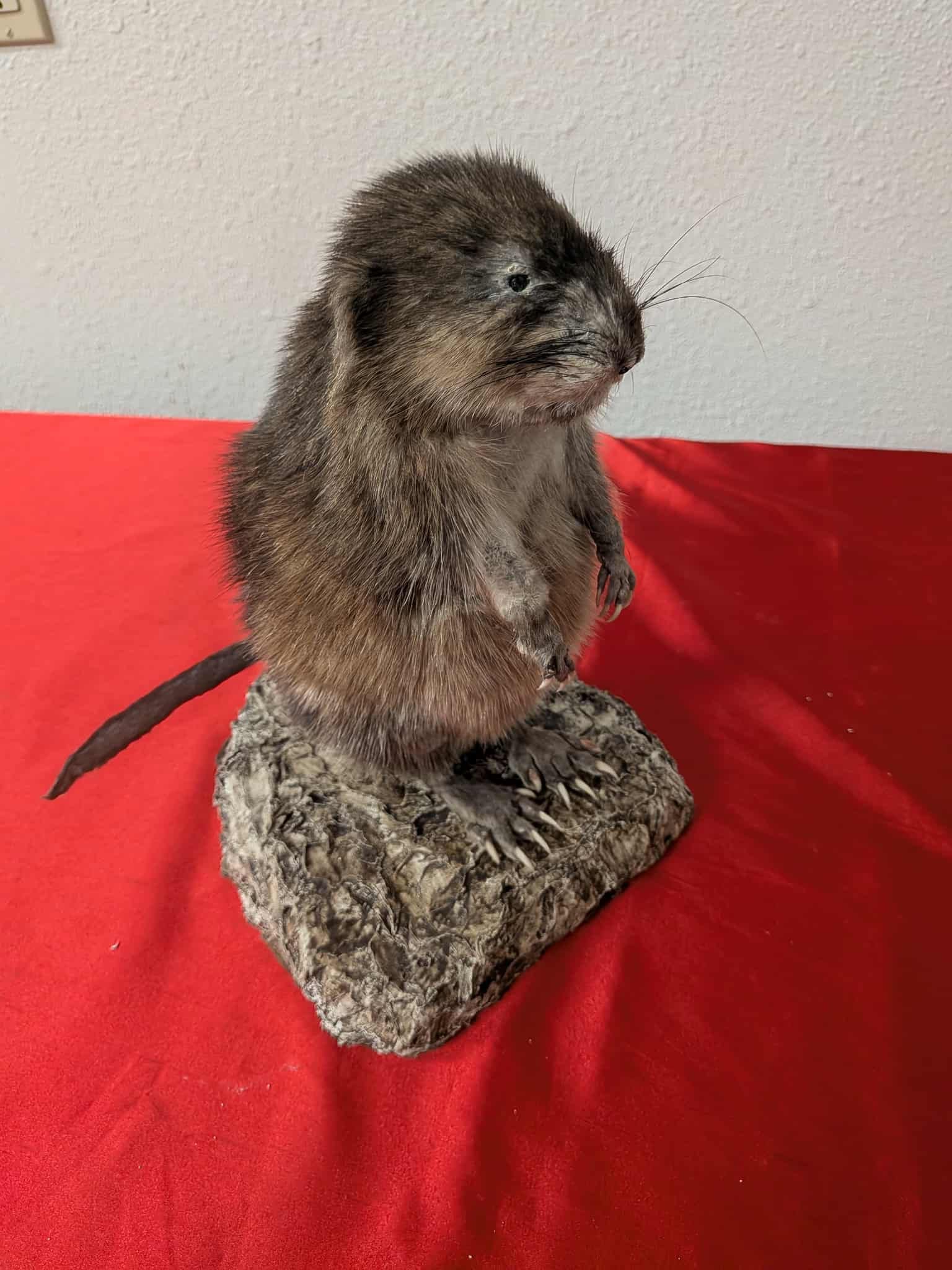 FHSUZ14 - Muskrat Full Taxidermy Mount