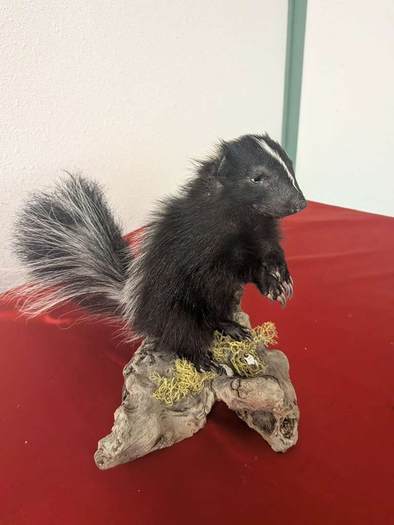 FHSUZ20 - Fluffy Baby Skunk Taxidermy Mount