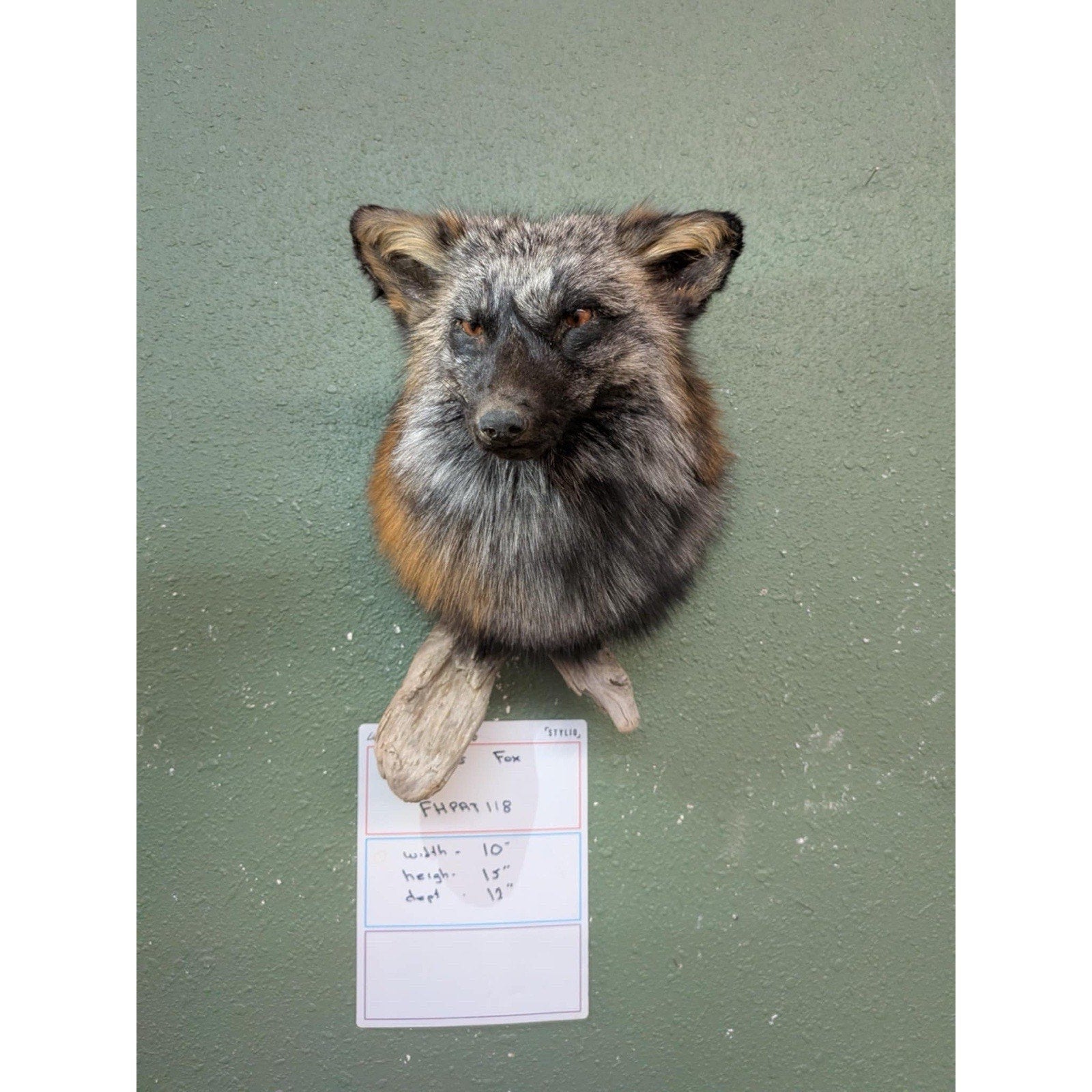 FHPAT118 - Cross Fox Taxidermy Shoulder mount