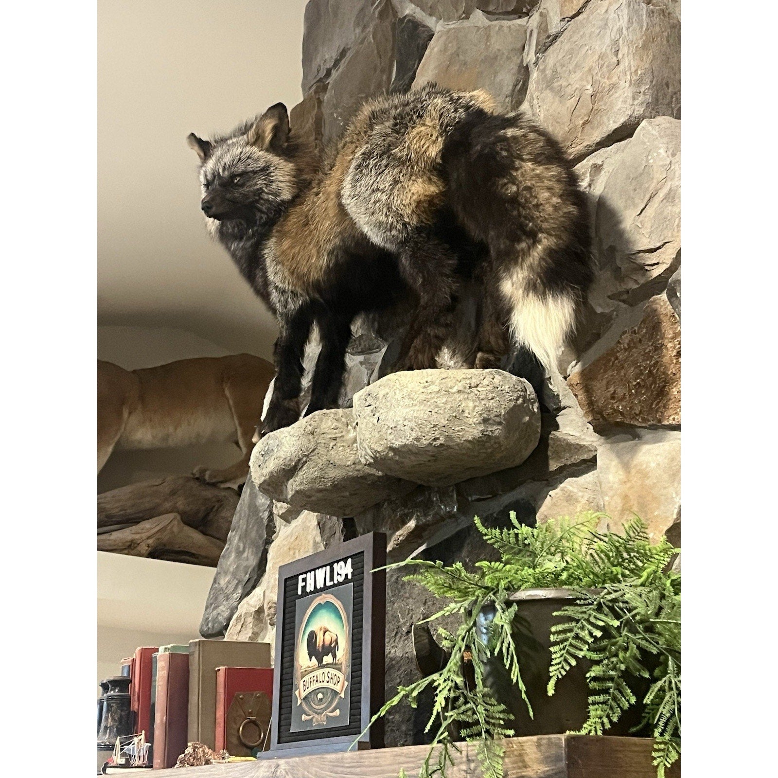 FHWL194- Museum Quality Ranch Fox Taxidermy mount