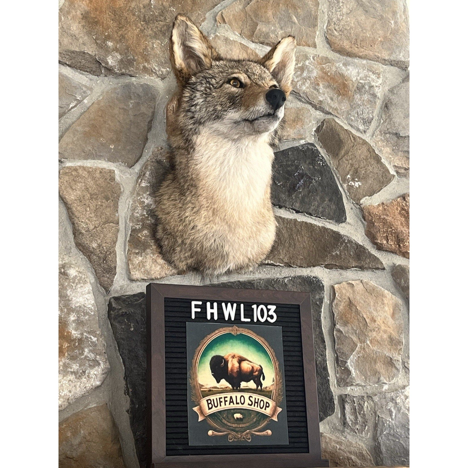 FHWL103 - Coyote Shoulder Museum Quality mount Taxidermy