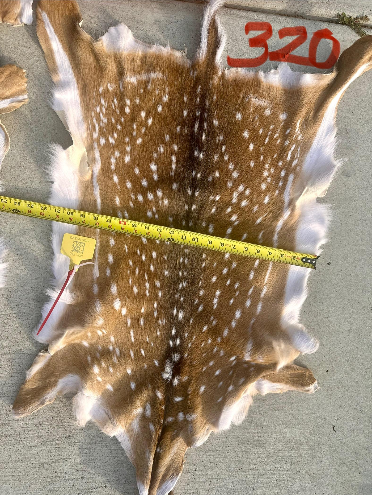FHWA400 - Professionally tanned XL axis deer hide