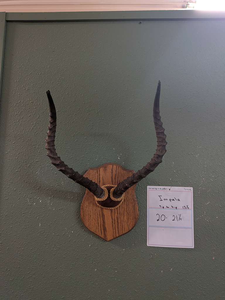 FHPATNOV2 - Impala antler taxidermy mount
