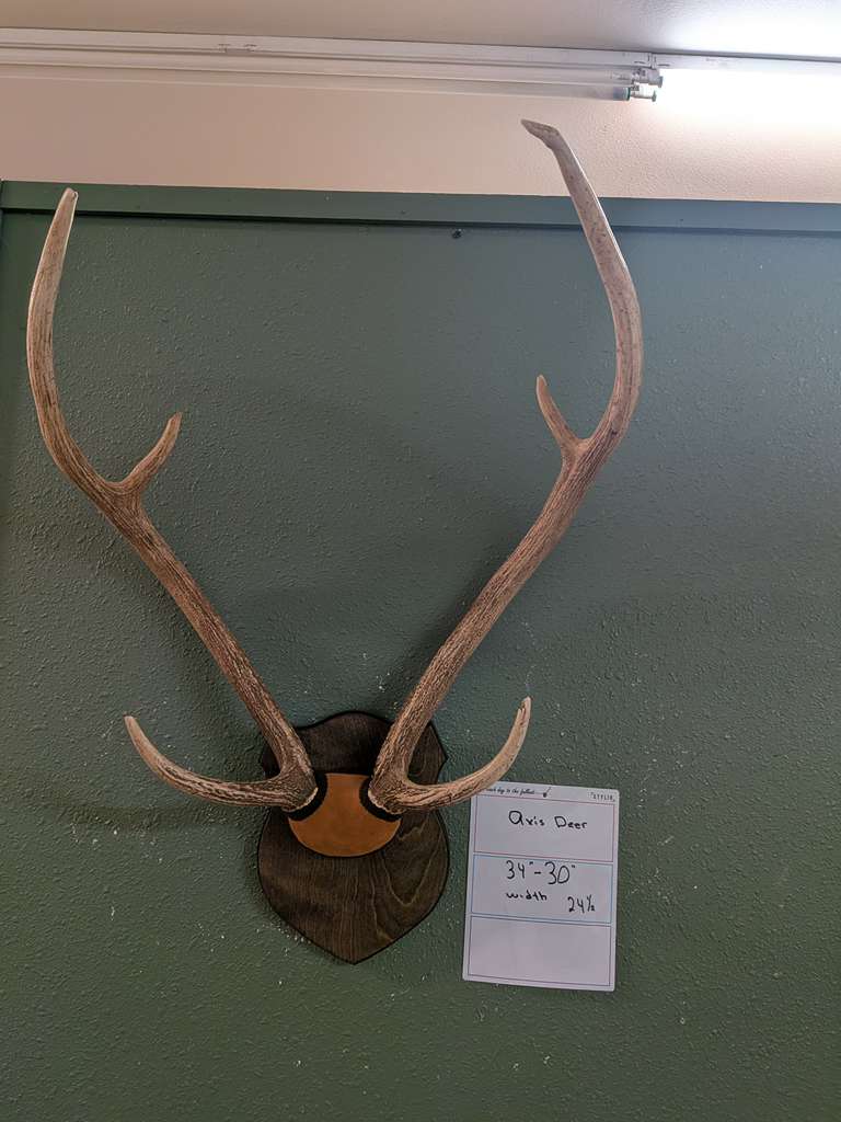 FHPATNOV4 - Axis deer antler taxidermy mount