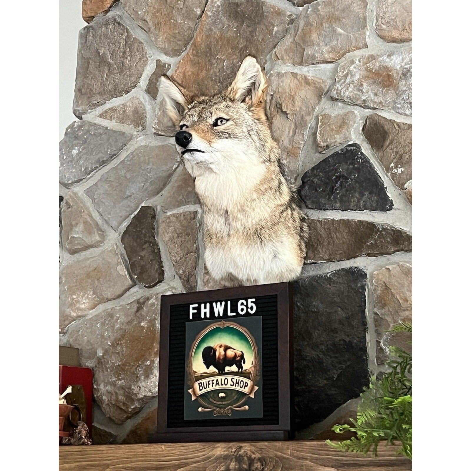 FHWL65 - Coyote Shoulder Museum Quality mount Taxidermy