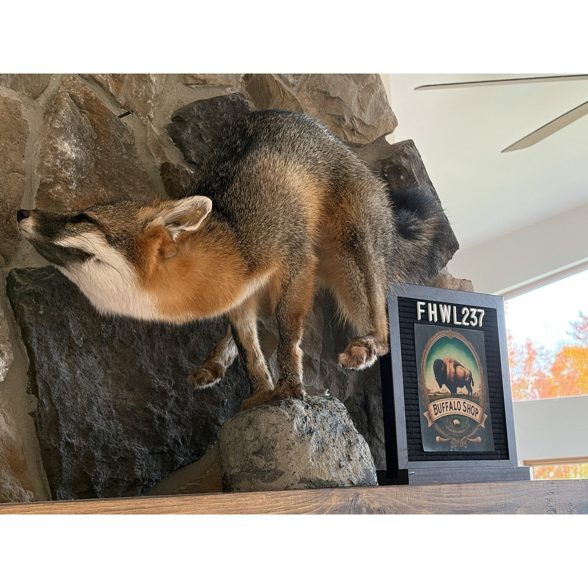 FHWL237- Grey Fox Taxidermy Full Body Mount Cabin Camp Man Cave