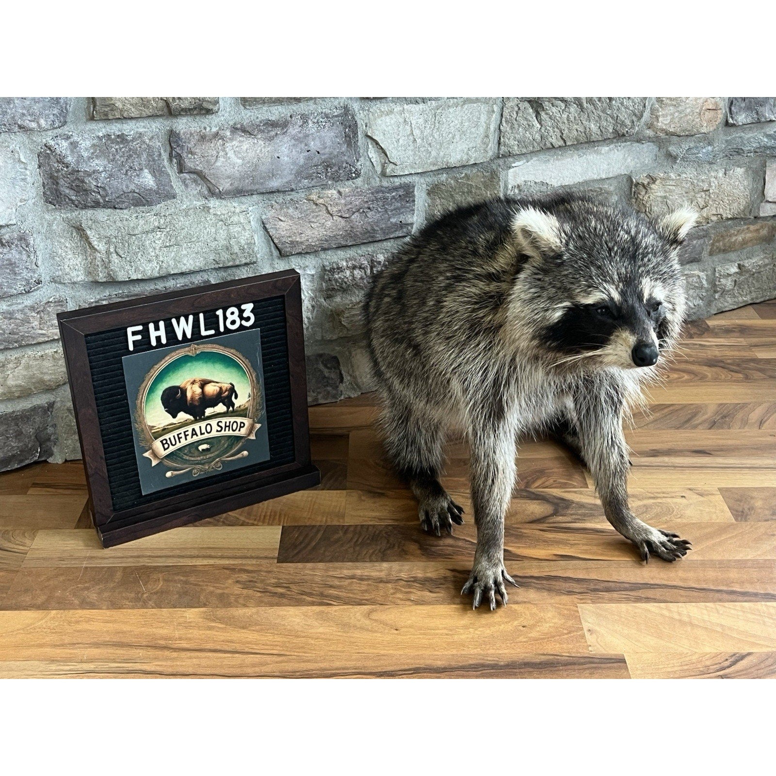 FHWL183-Jimothy Fat Raccoon Taxidermy Mount