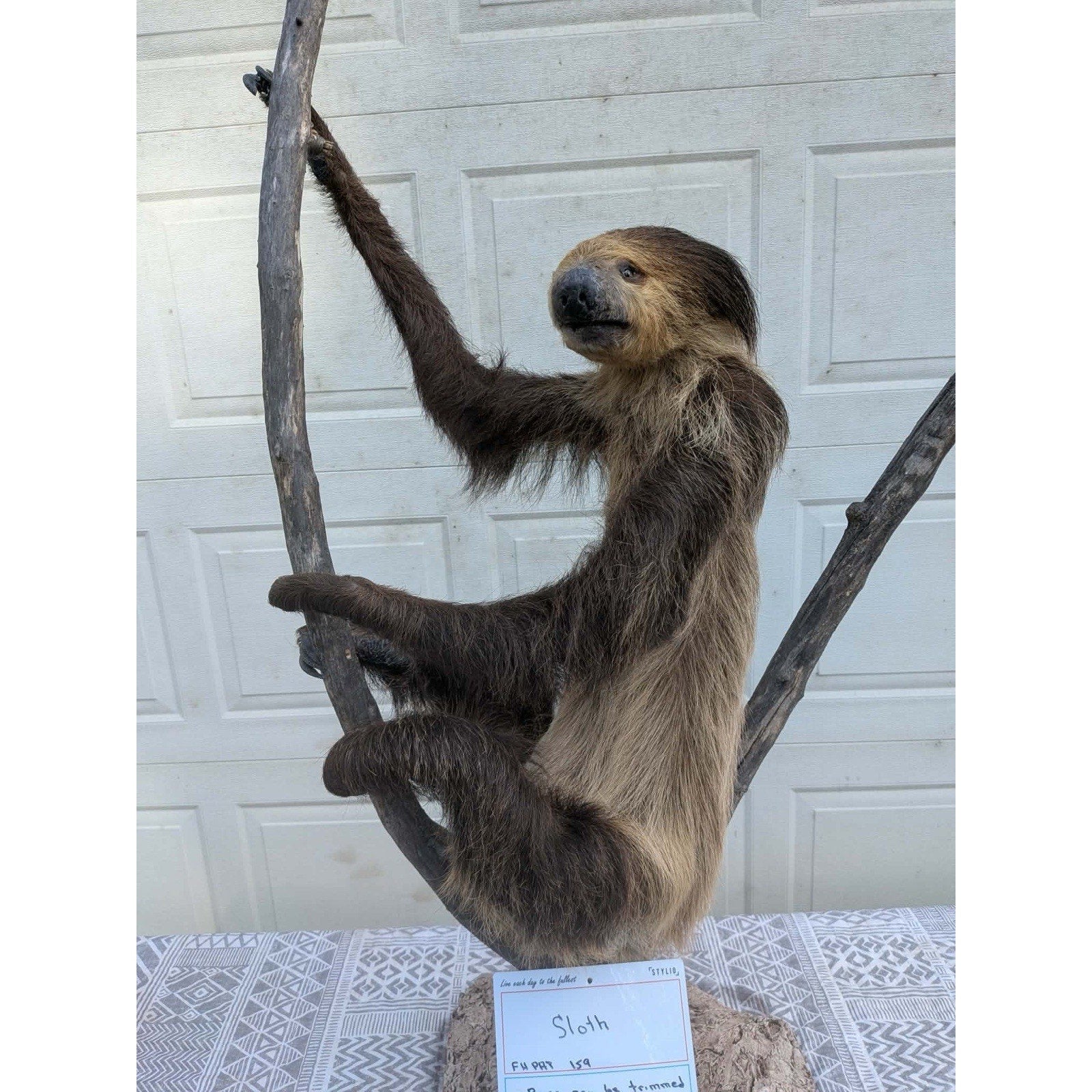 FHPAT159 - New Adult Sloth Taxidermy Mount Full Body