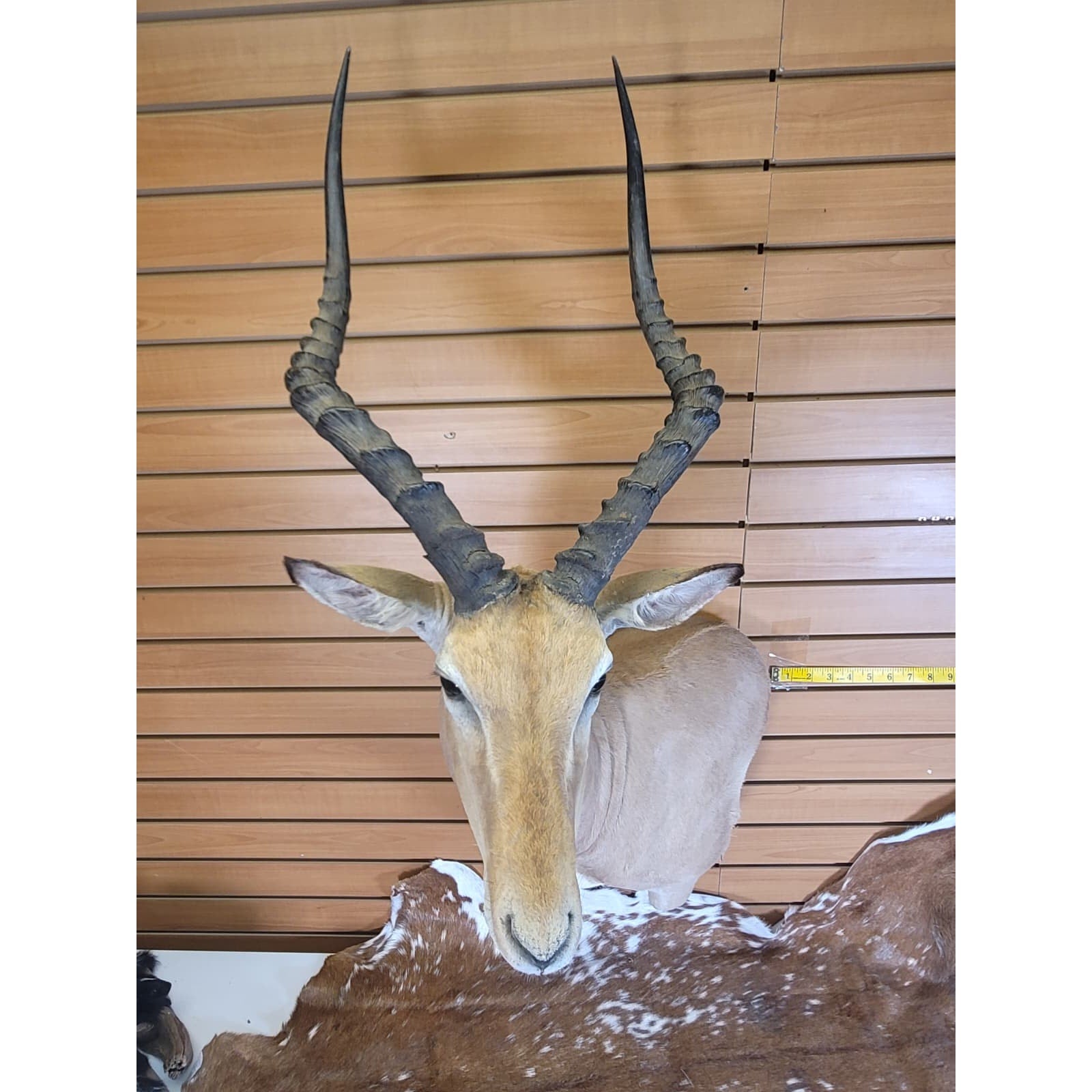 FHFF300 - Impala Head (Aepyceros melampus) – Taxidermy Mount