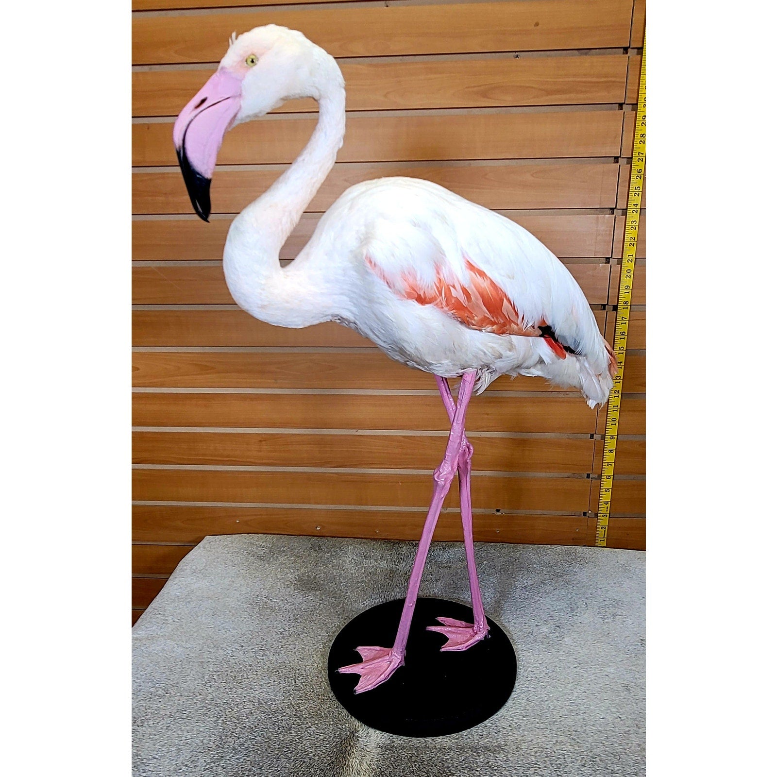 FHFLA302- Chilean Flamingo Lifesize Taxidermy Mount