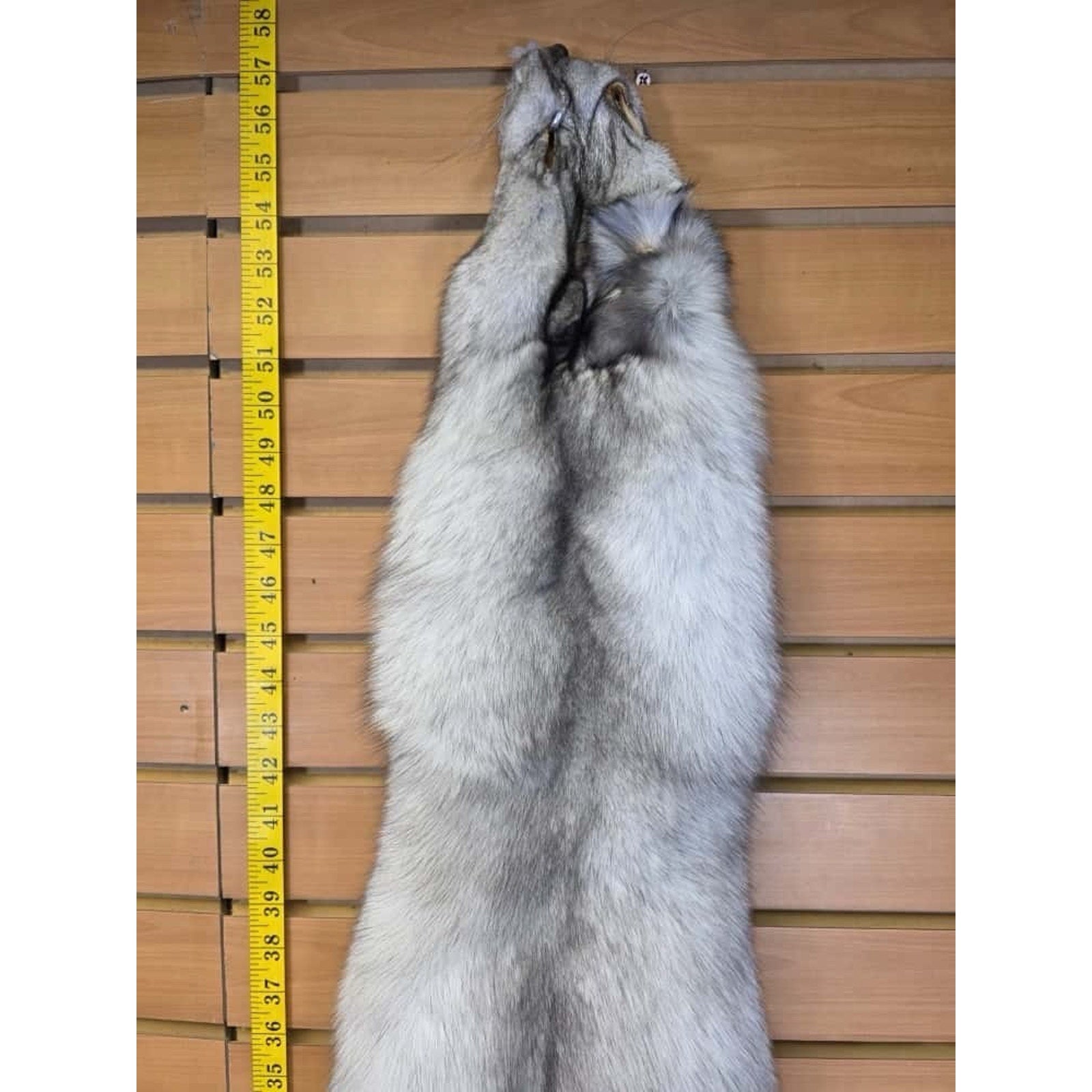 FHCM10 - Soft Tanned Blue Ranch Fox Furs Taxidermy