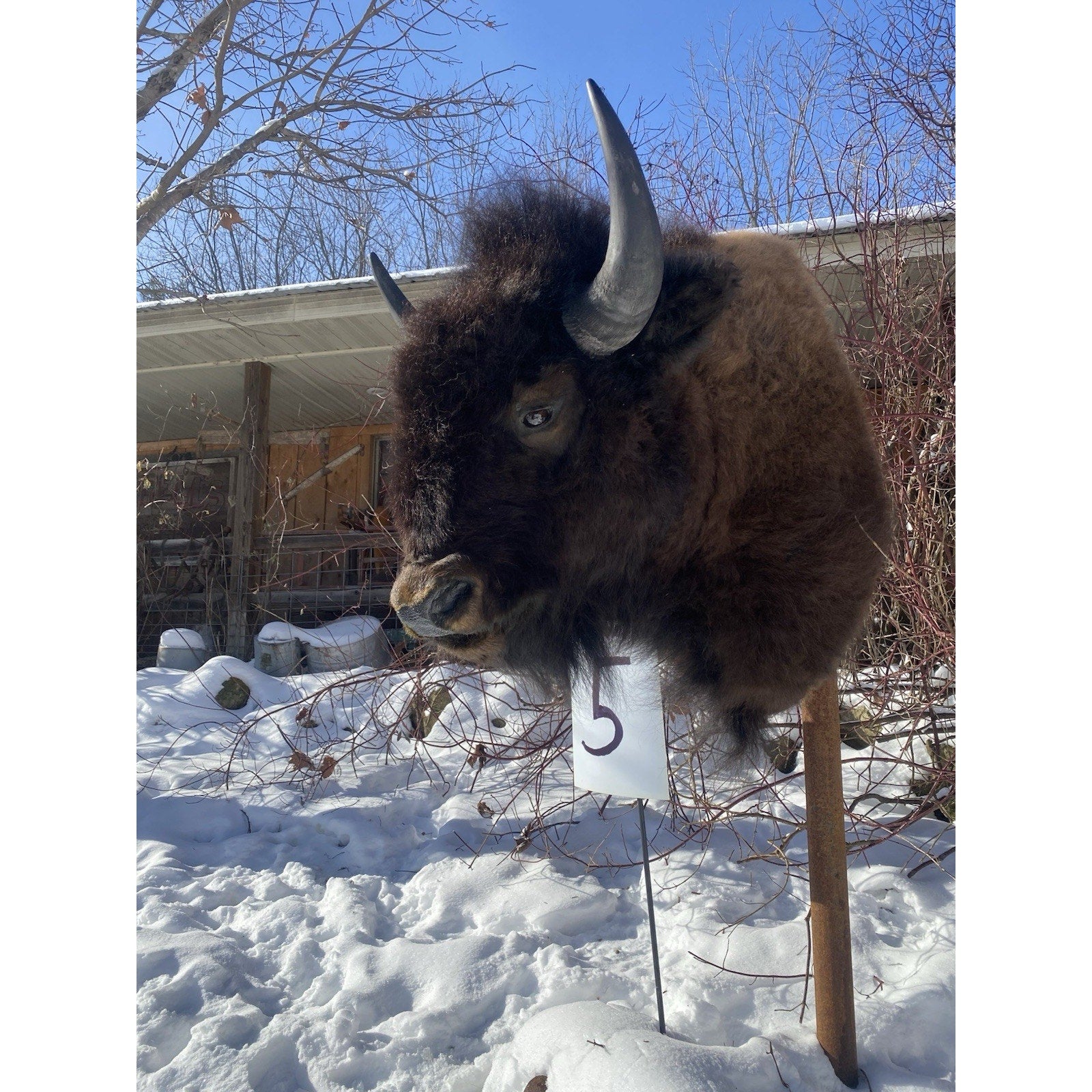 FHDARDEC5 - Real North American Buffalo / Bison Shoulder Taxidermy Mount New