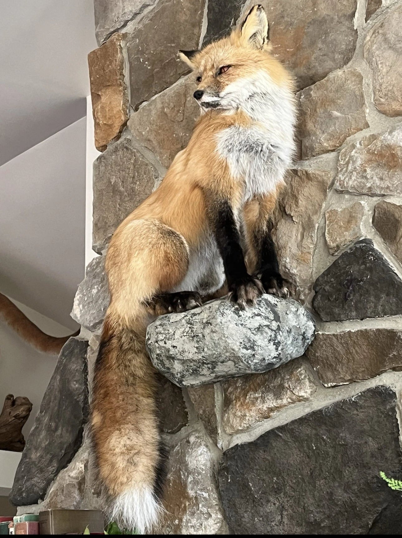 FHWA0802 - Red Fox Taxidermy Full Body Mount