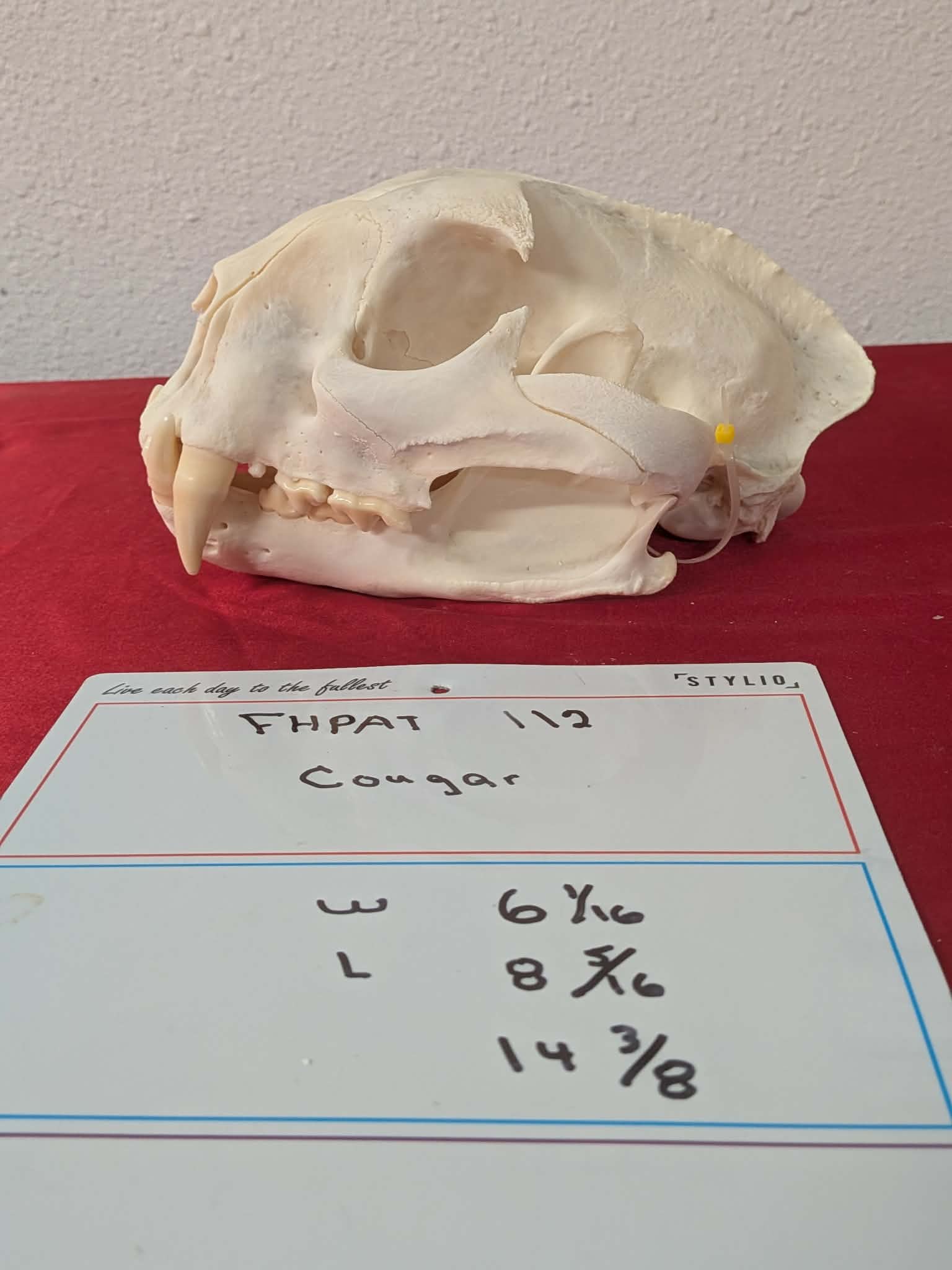 FHPAT112 - real Cougar Skull