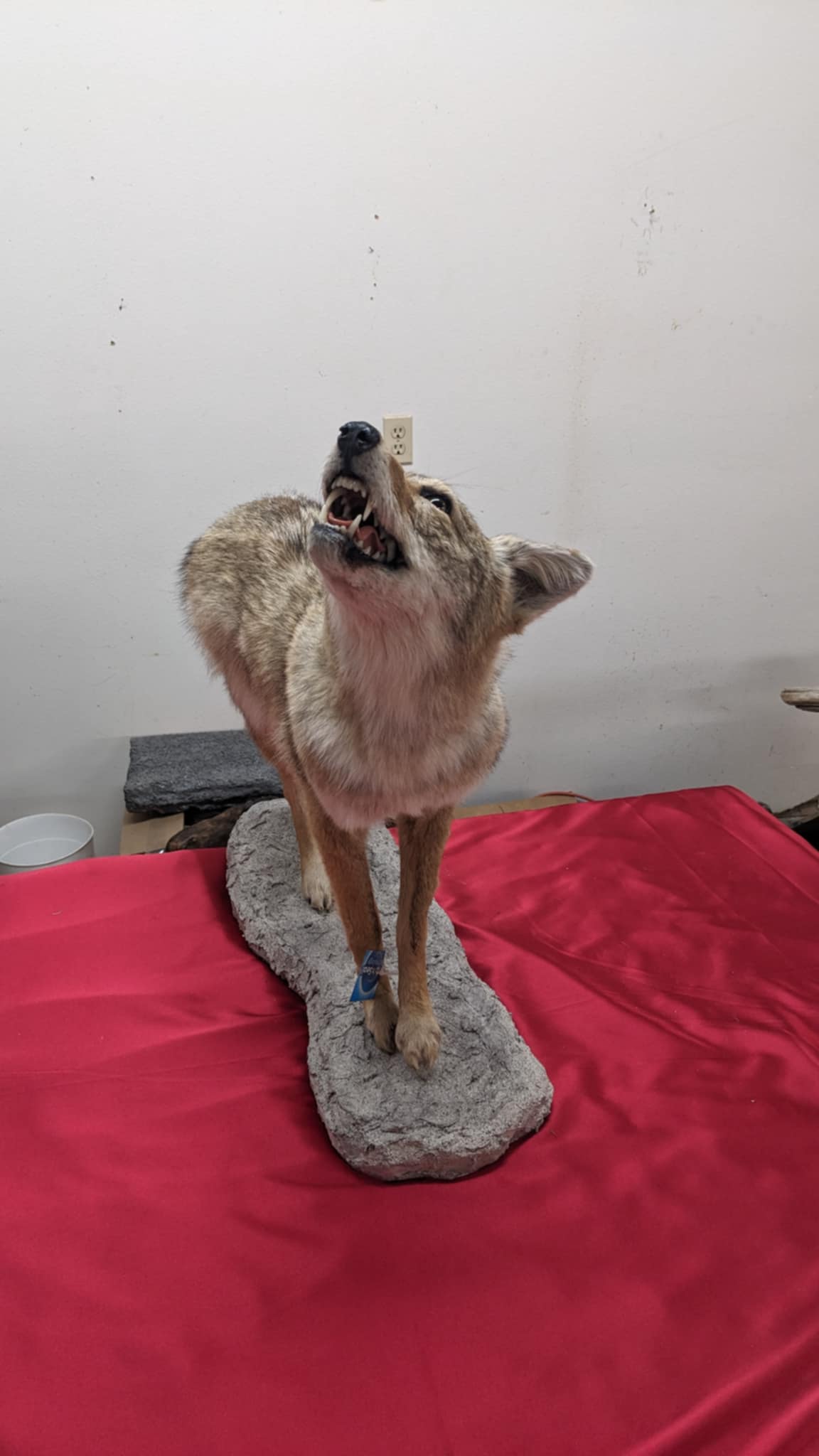 FHPAT9- howling coyote taxidermy mount