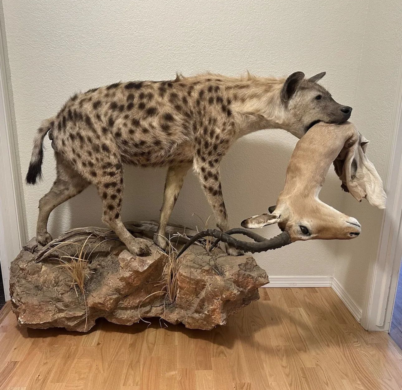 FH163-Spotted Hyena Life-Size Taxidermy African Safari With Prey