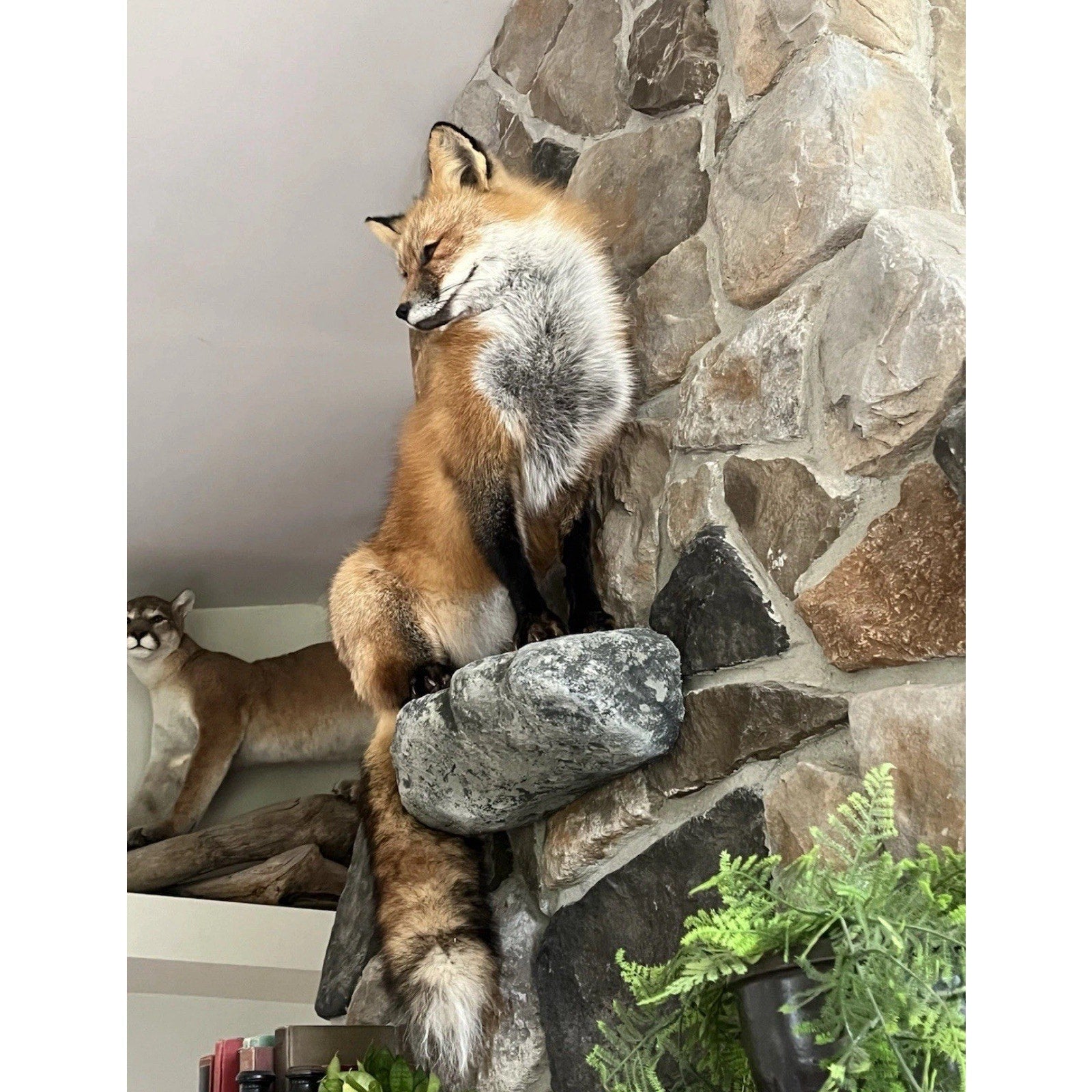 FHWA0727 - Red Fox Taxidermy Full Body Mount