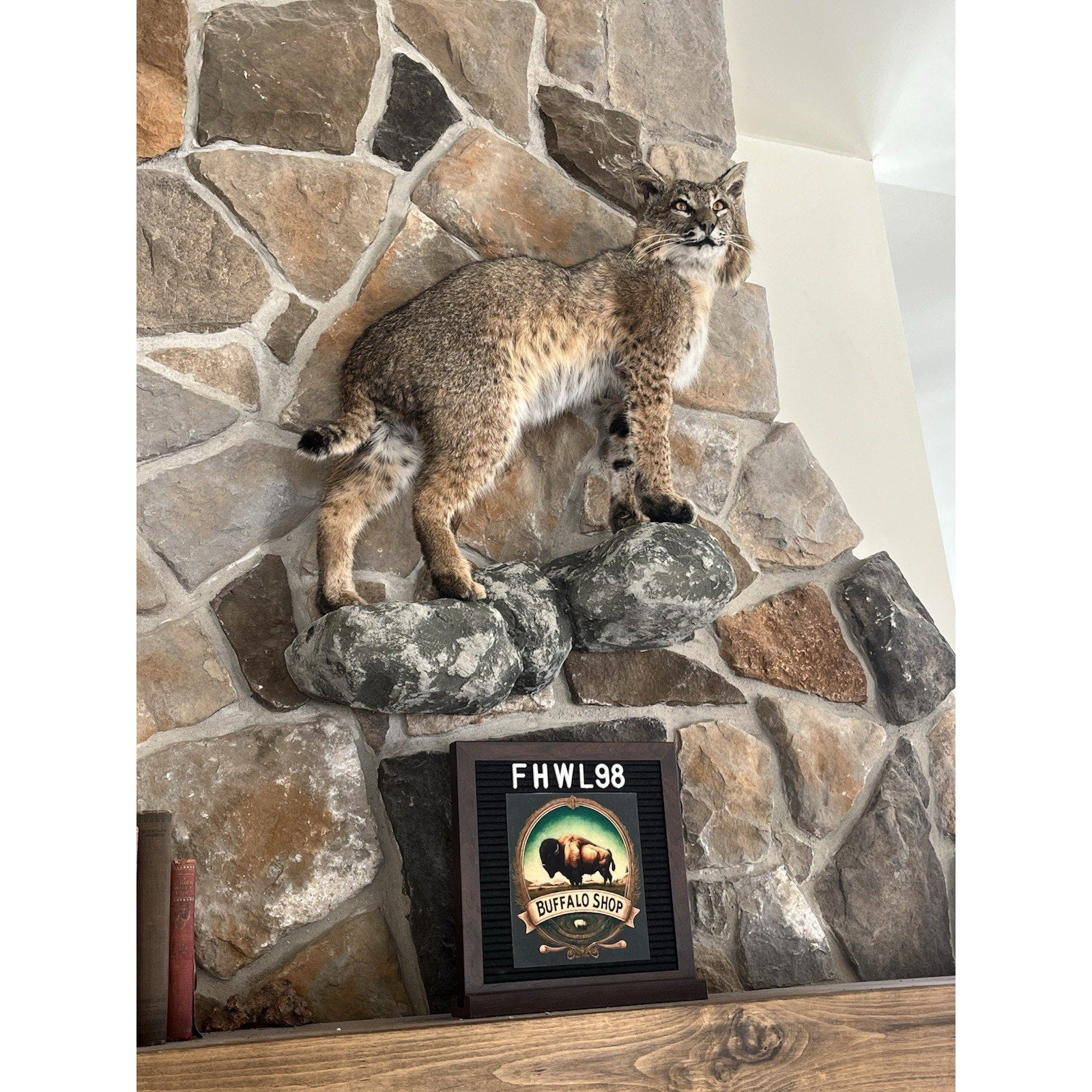 FHWL98 - Bobcat Taxidermy Full Body Mount