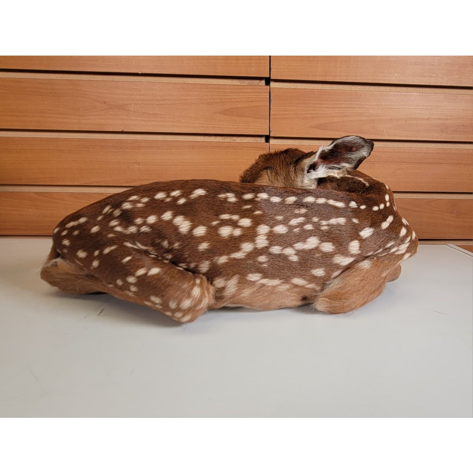 FHBARN2- Fawn Lifesize Taxidermy Mount