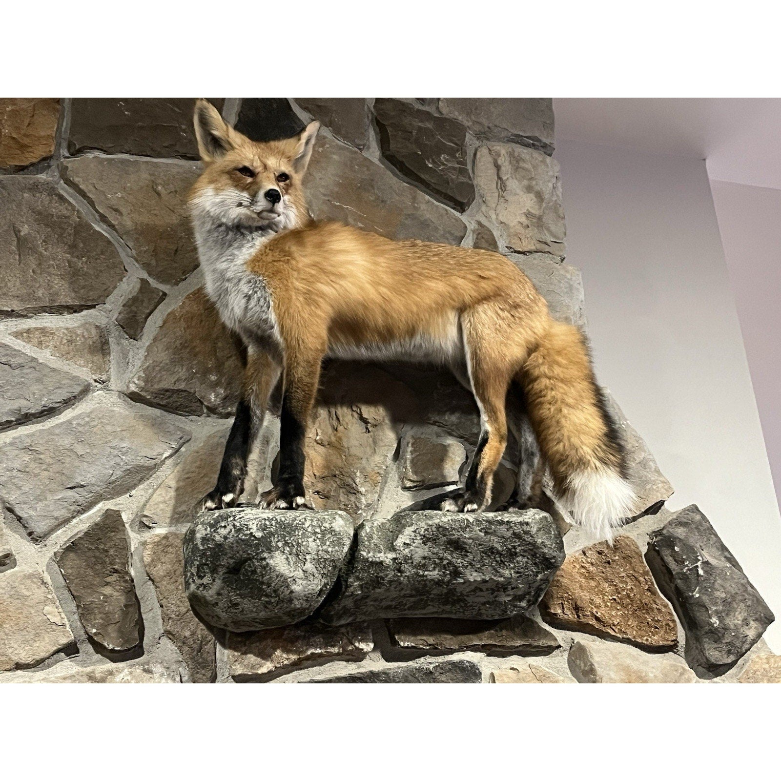 FHWL20 - Museum Quality Red Fox Taxidermy mount