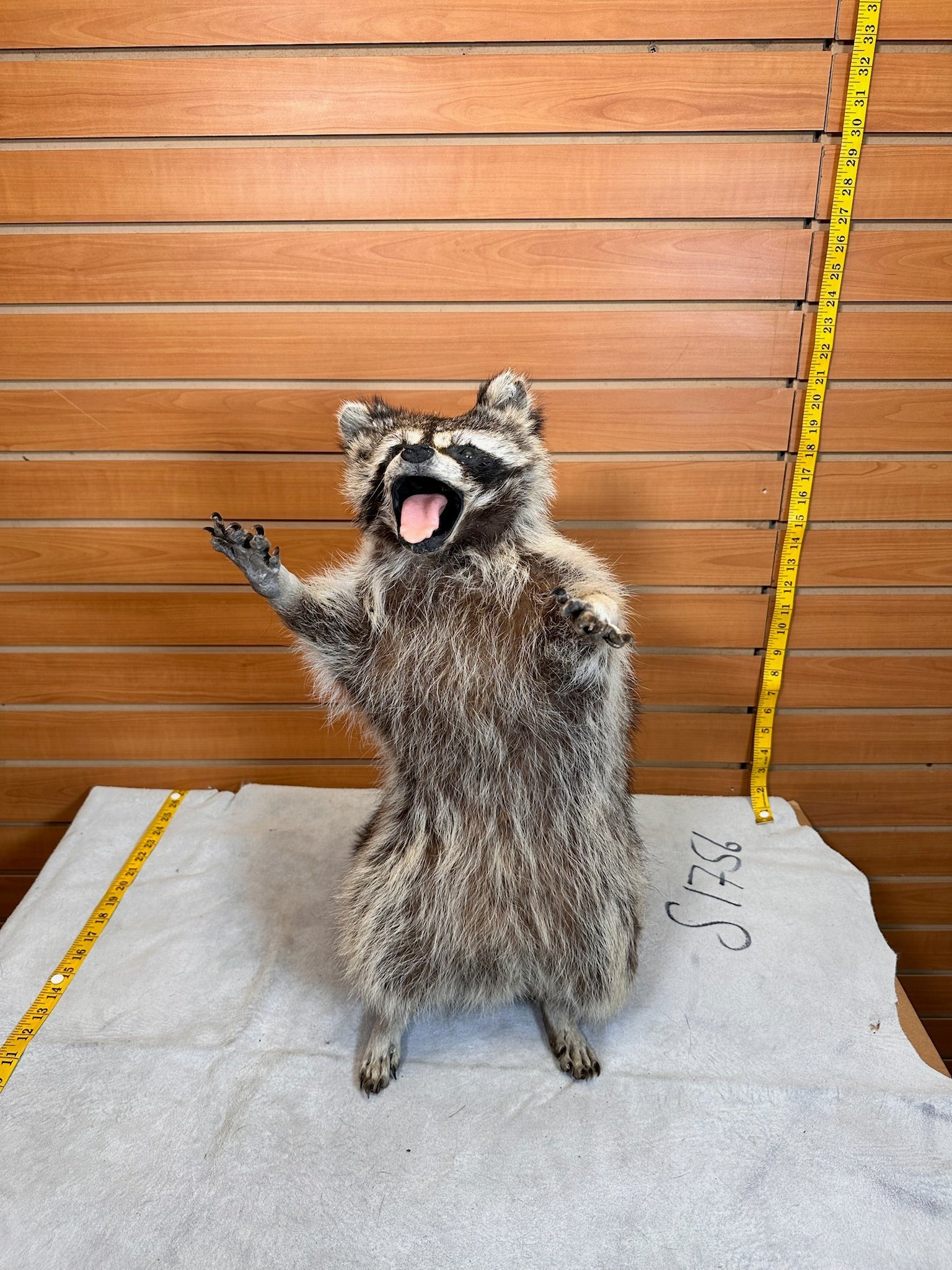 FHCOON9- raccoon taxidermy mount