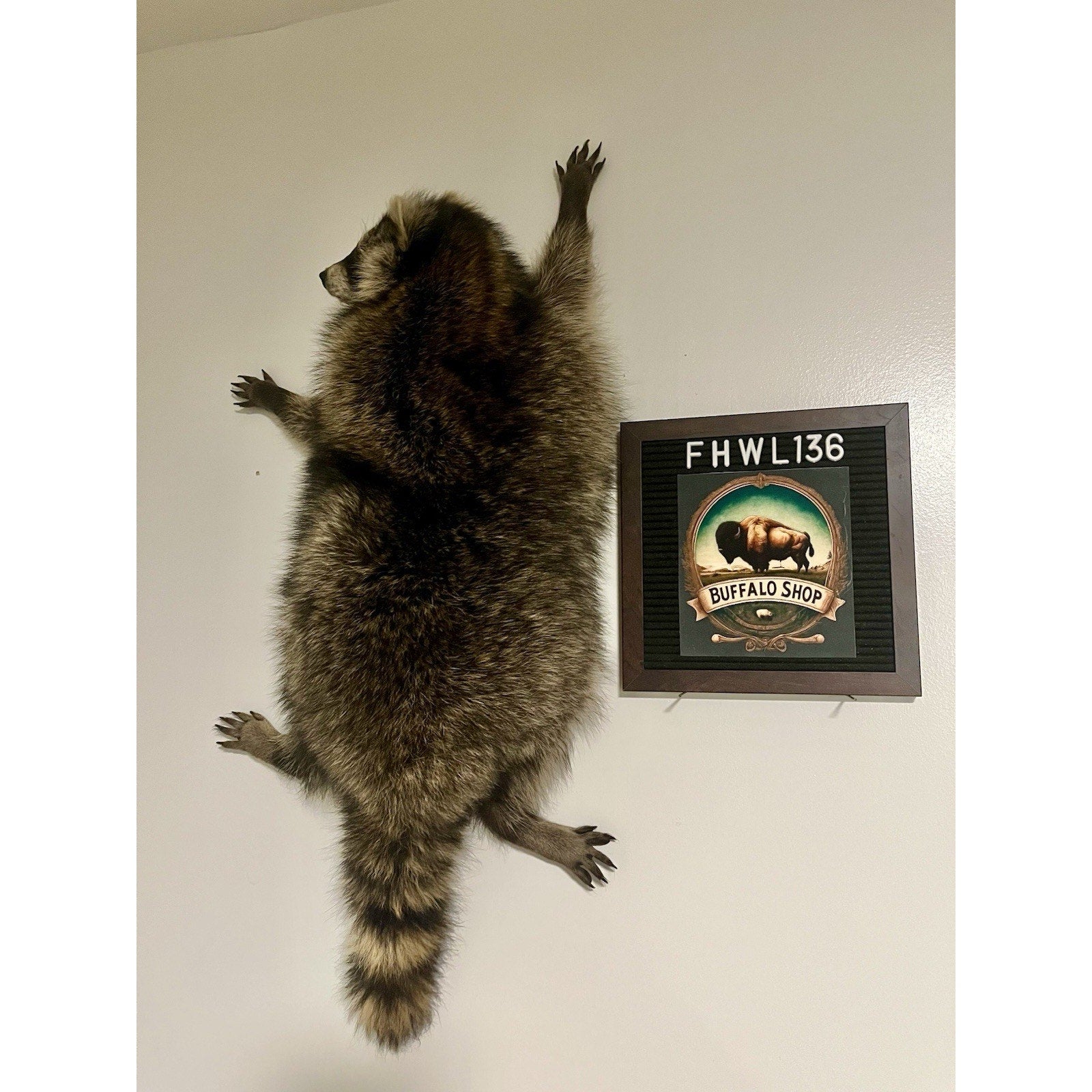 FHWL136 - Fat Raccoon Taxidermy Mount