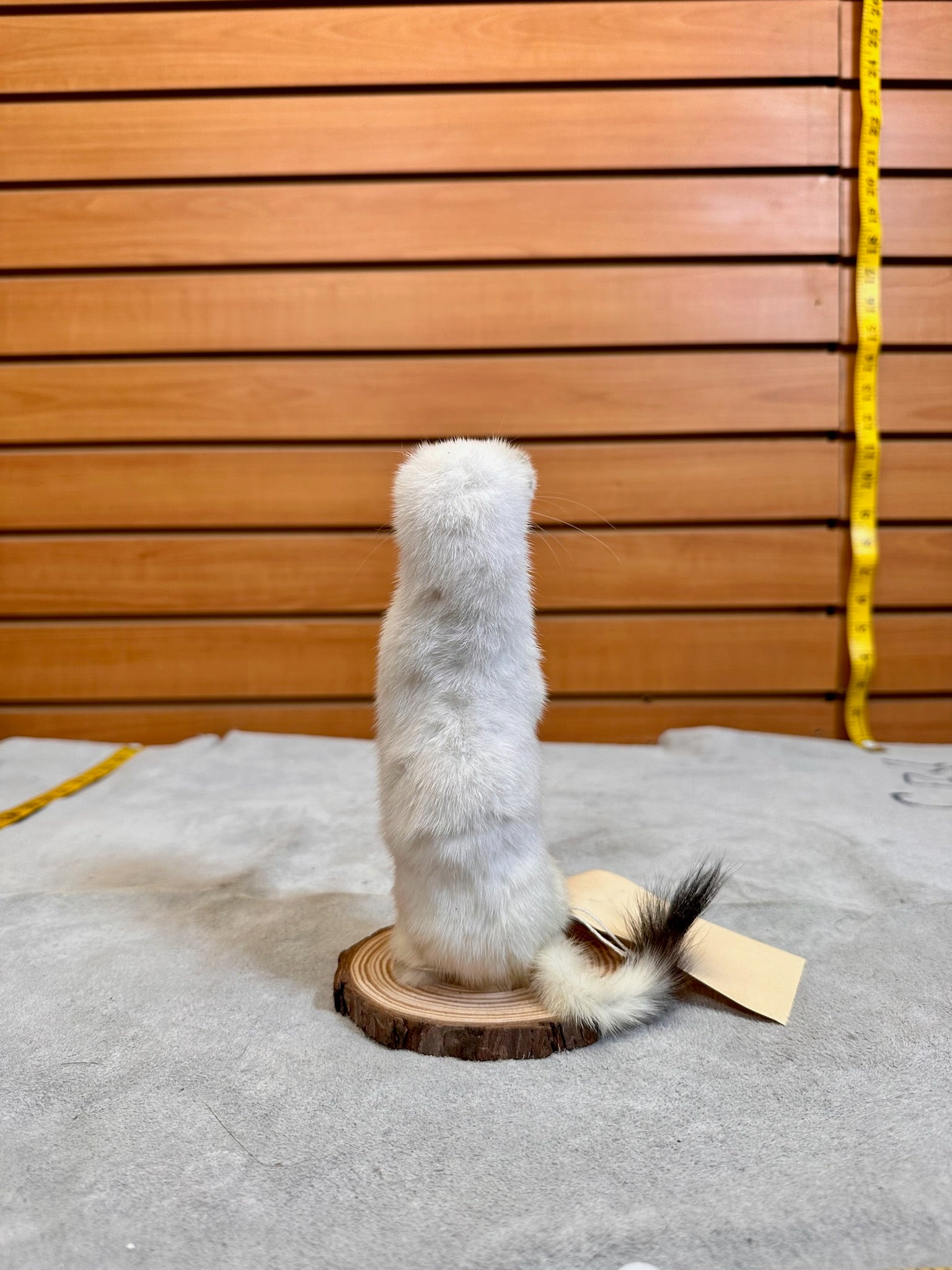 FHWEAS18 - Beautiful Adorable Weasel Ermine Small Animal Taxidermy