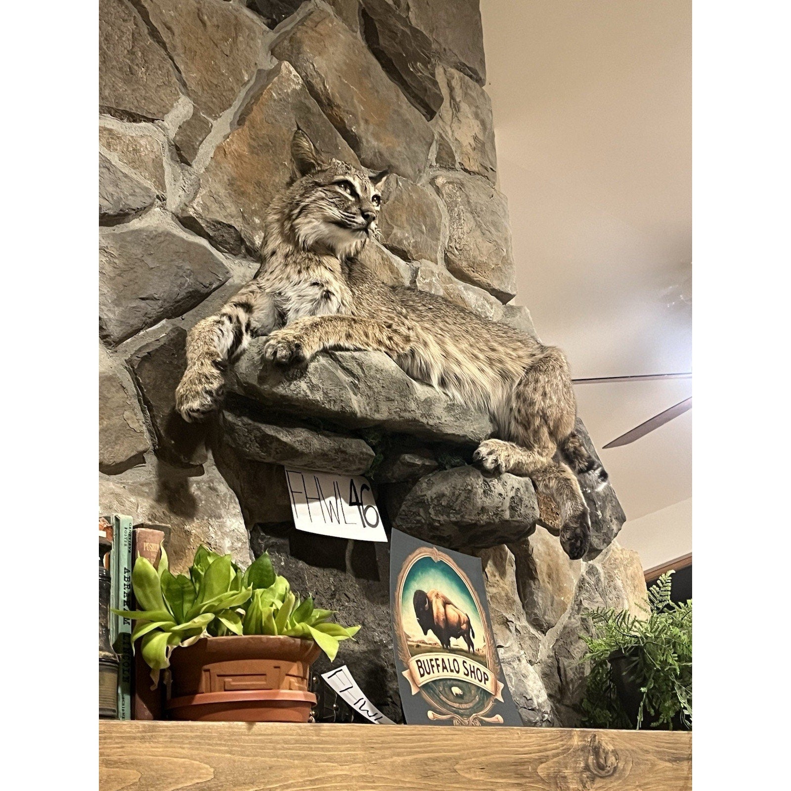 FHWL46 - Bobcat Taxidermy Full Body Mount