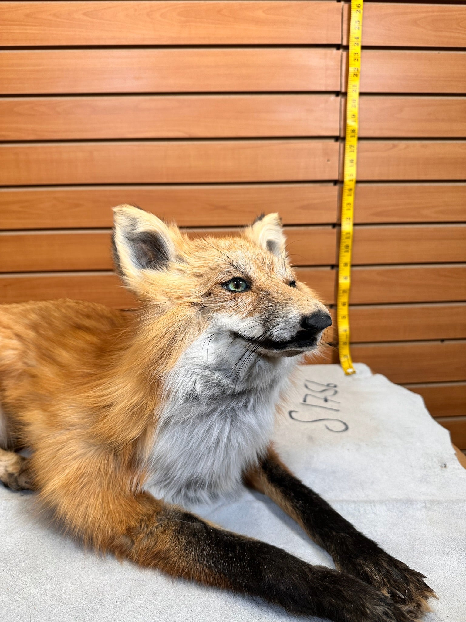 FHFOX13-Red Fox Taxidermy Full Body Mount Prime Fur