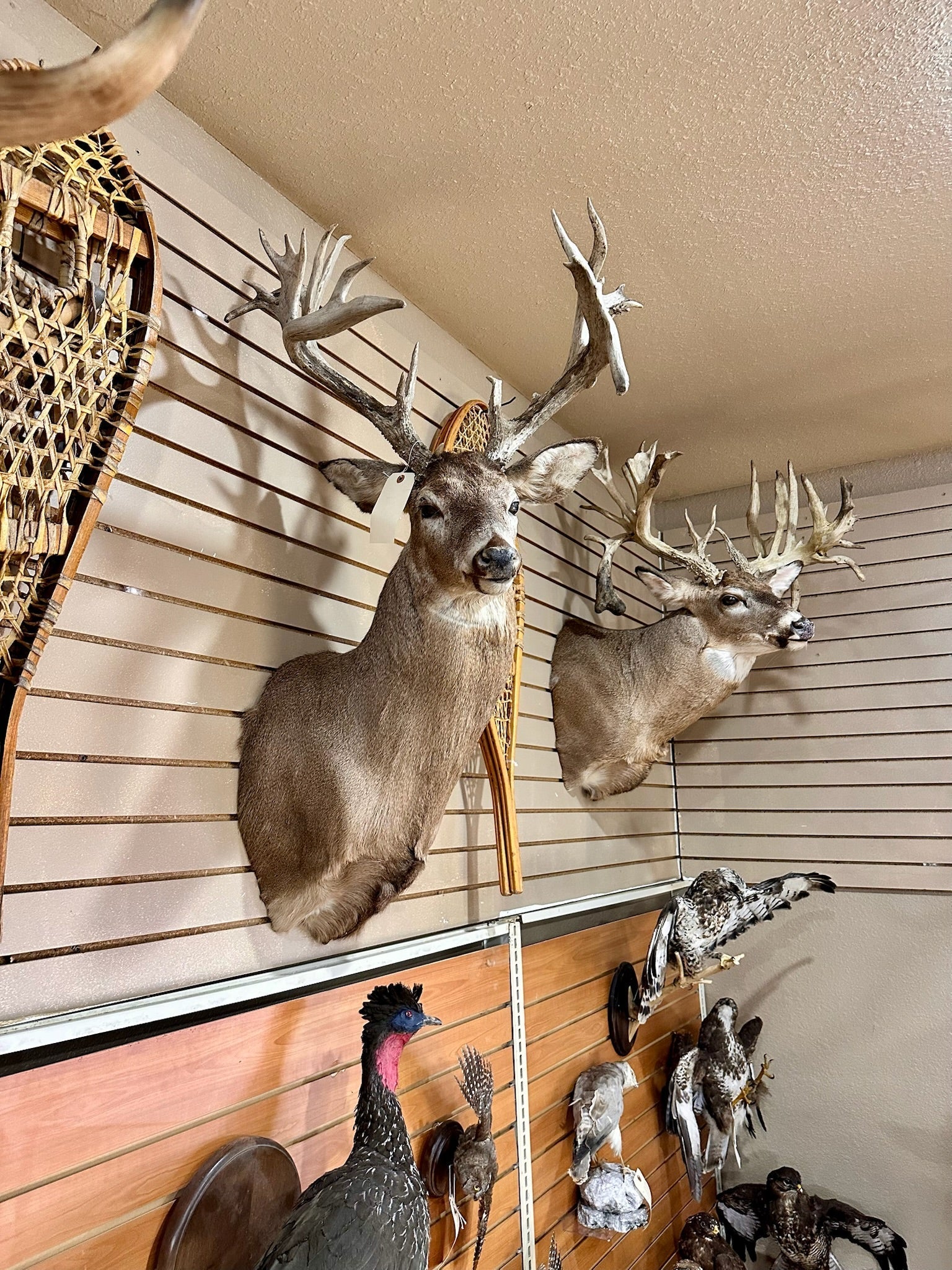 FH195- four whitetail taxidermy mounts