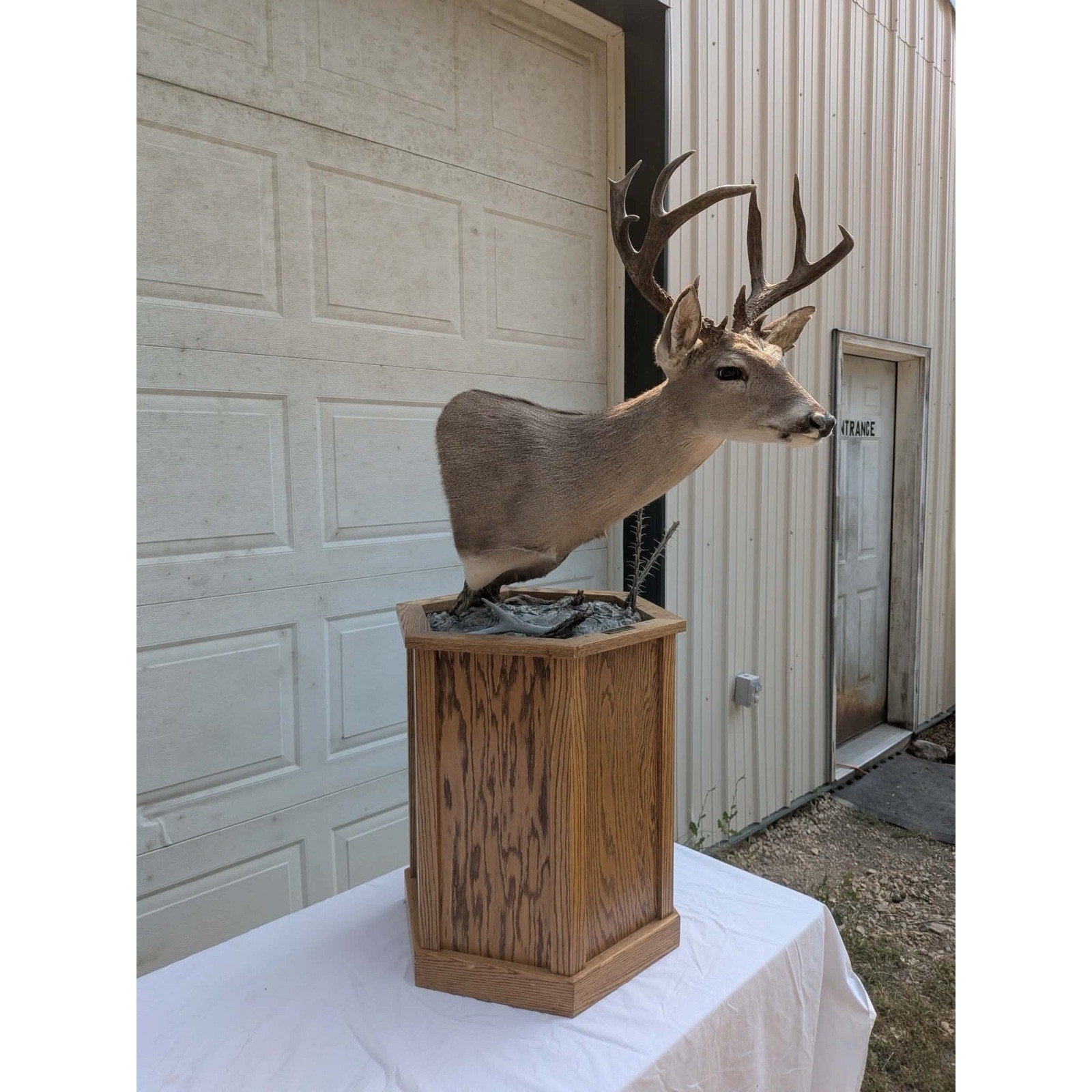 FHPATM22 - Cours Deer Pedestal Taxidermy Mount