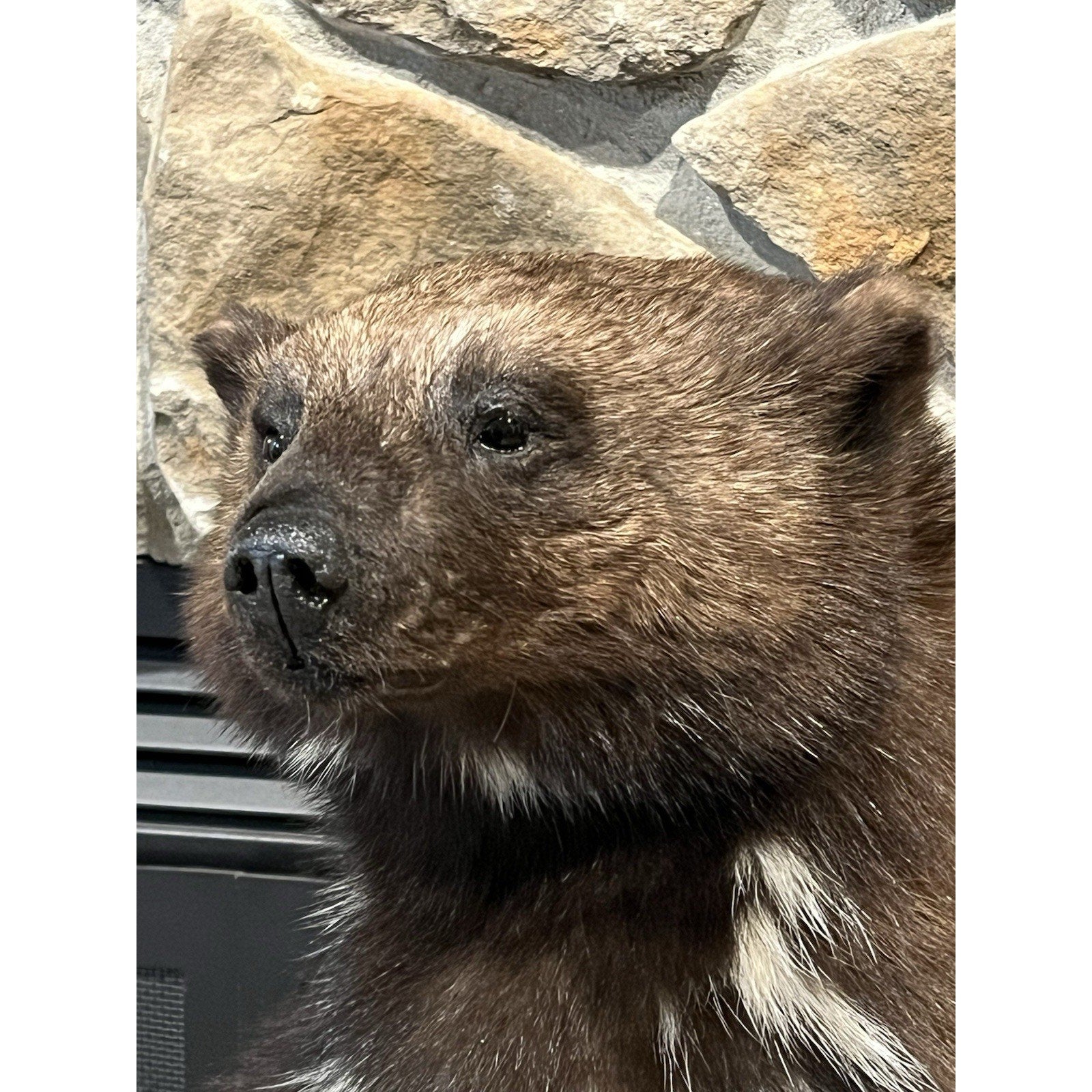 FHWL23-Beautiful Real Alaskan Wolverine Prime Fur Taxidermy Mount