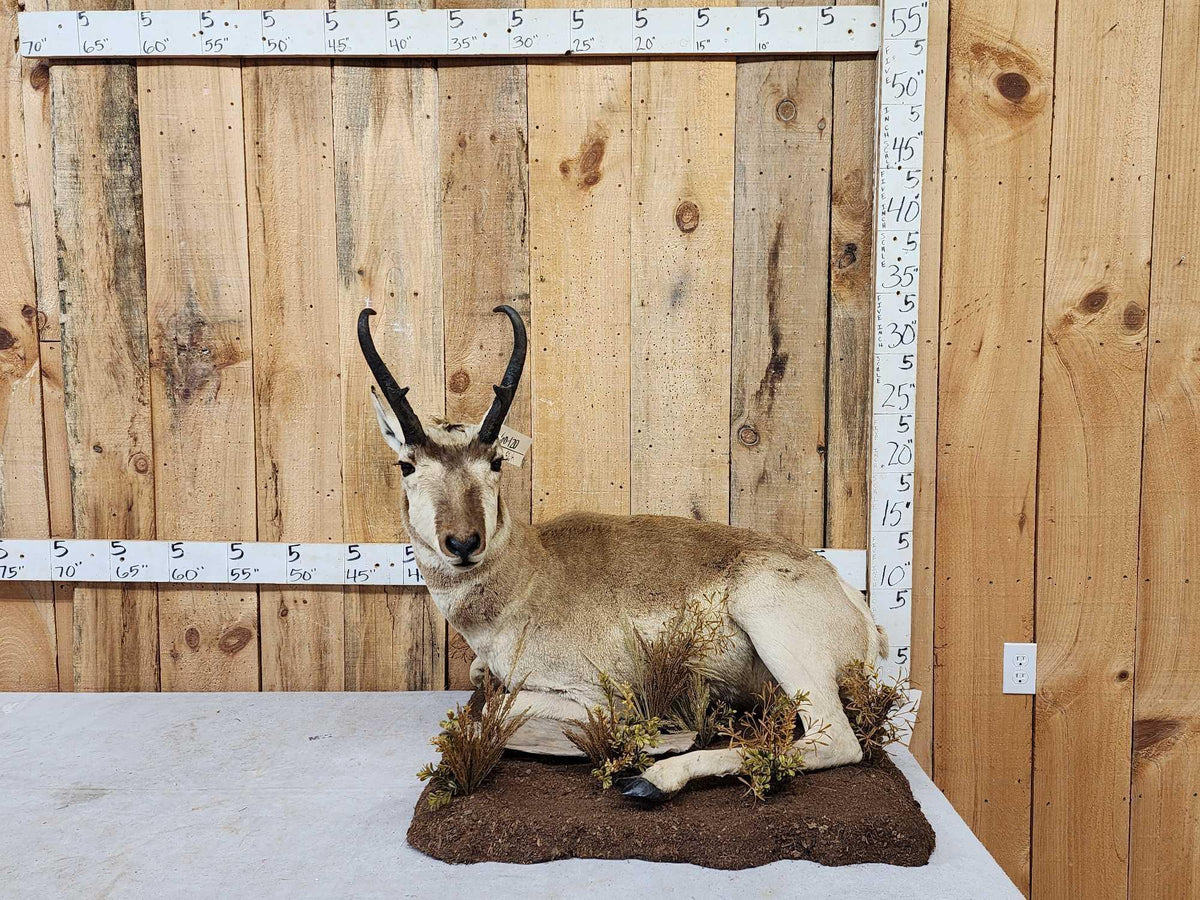 FH52H - Pronghorn Antelope Full Body Taxidermy Mount