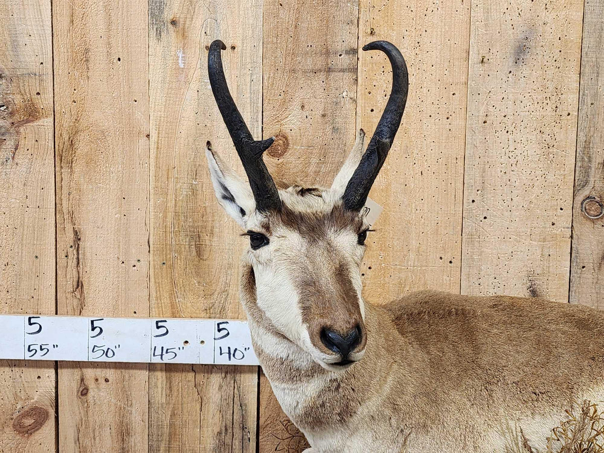 FH52H - Pronghorn Antelope Full Body Taxidermy Mount