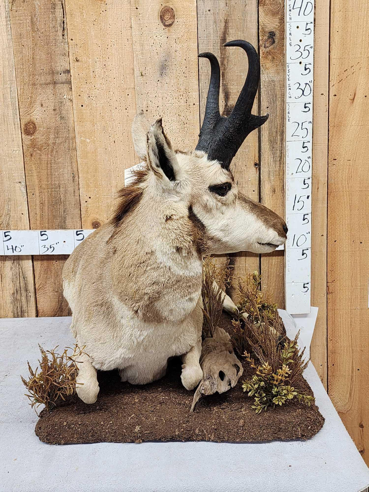 FH52H - Pronghorn Antelope Full Body Taxidermy Mount