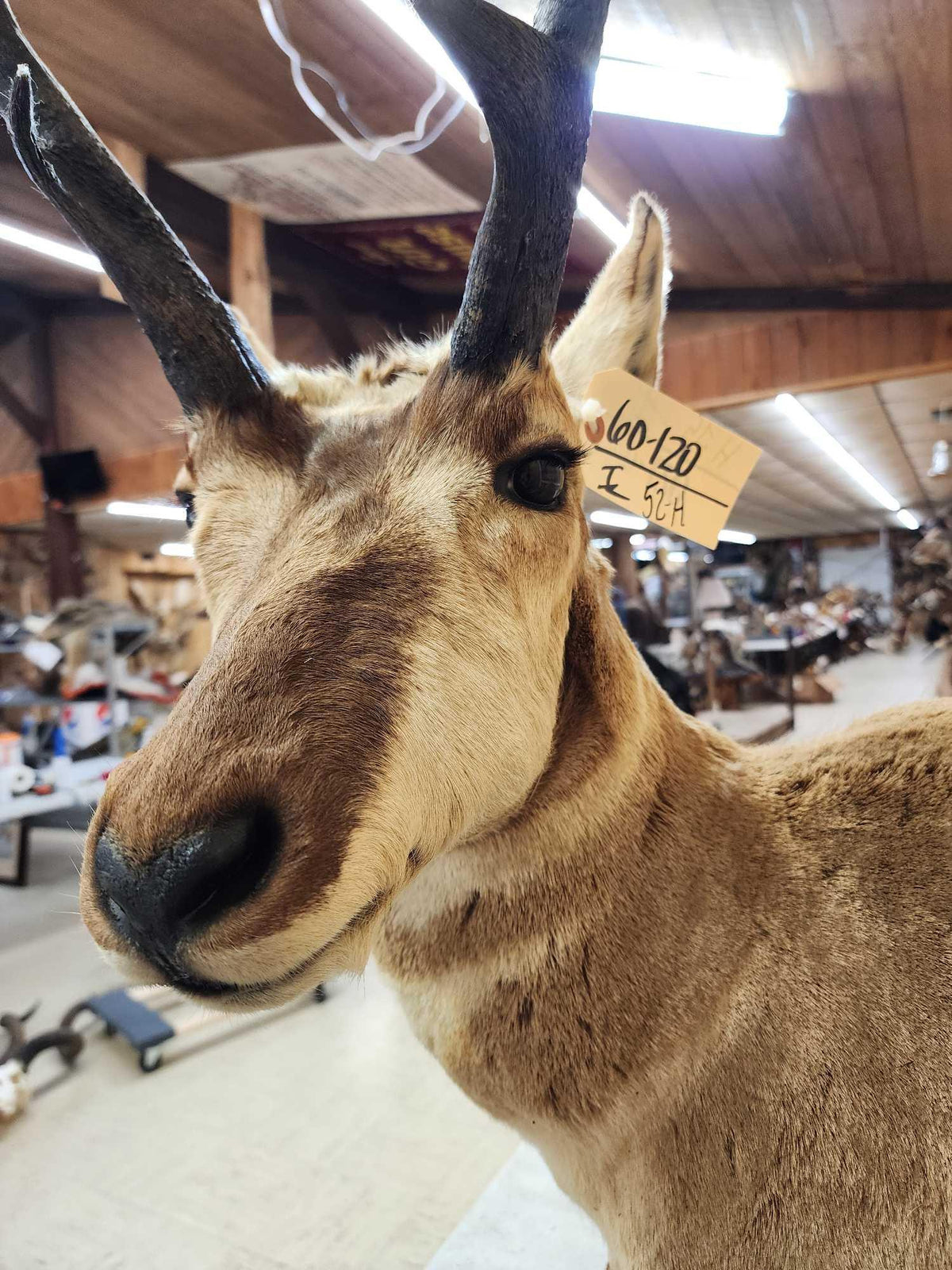 FH52H - Pronghorn Antelope Full Body Taxidermy Mount