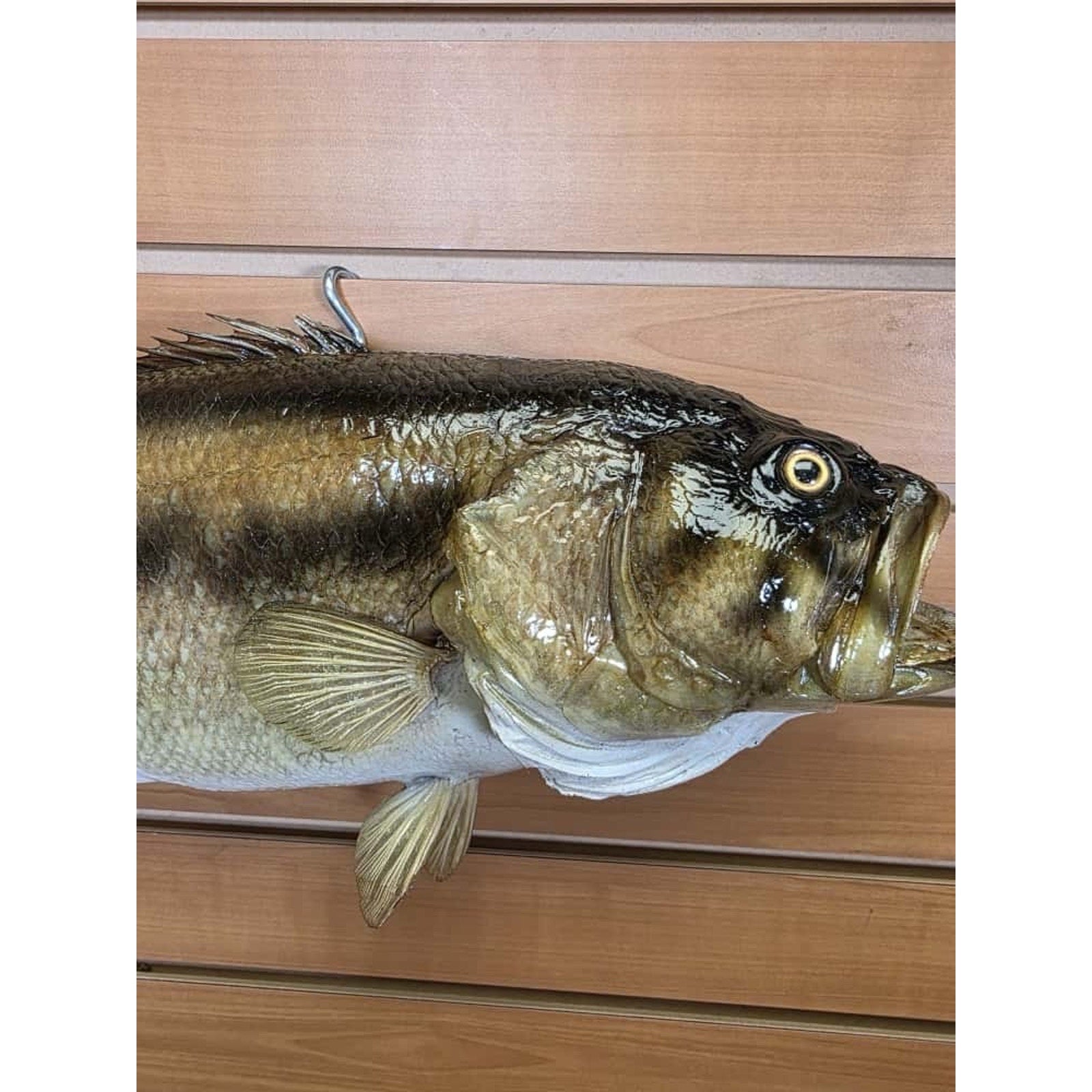 JTV204 - largemouth bass 19" Real Skin Taxidermy Mount