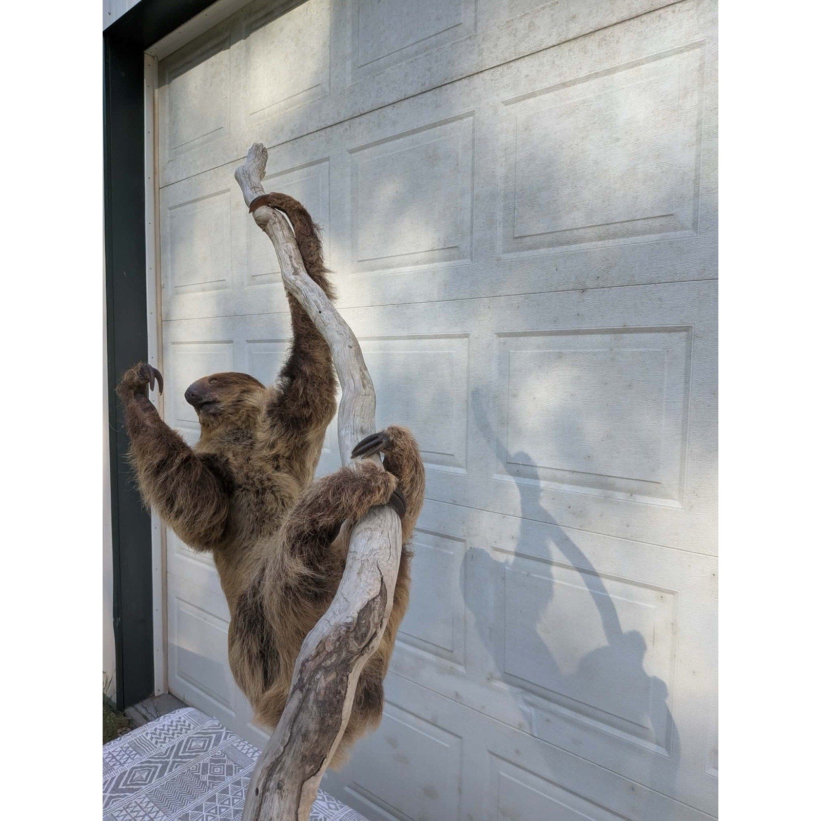 FHPAT160 - New Adult Sloth Taxidermy Mount Full Body