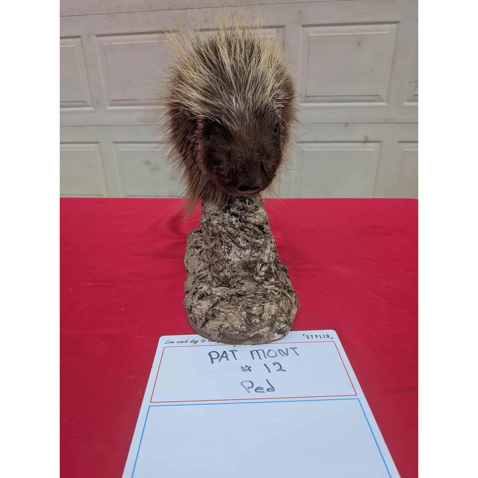 FHPORC12 - Beautiful Montana Prime Winter Porcupine Shoulder Taxidermy Mount