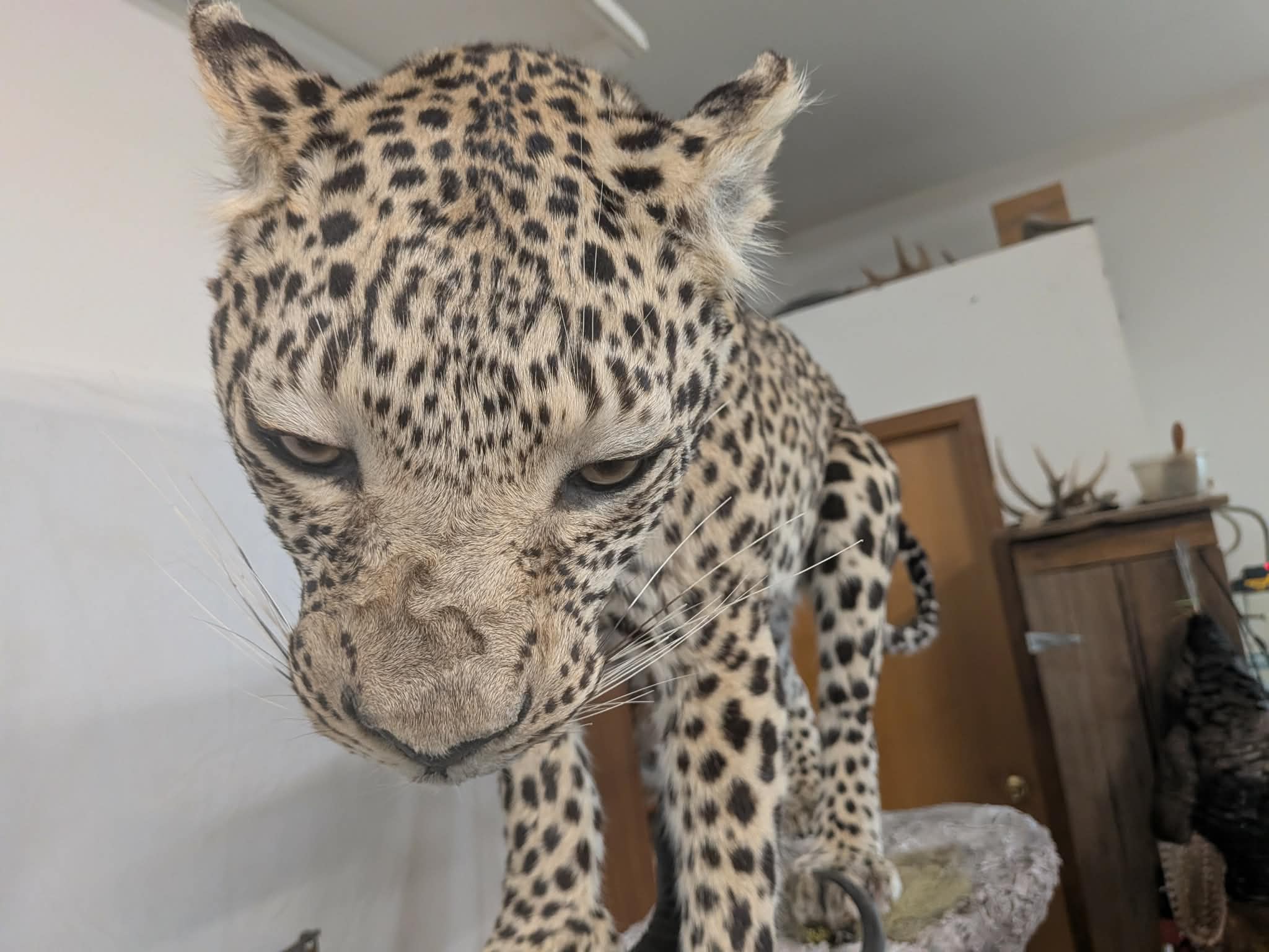 FHPAT739- leopard taxidermy full body mount