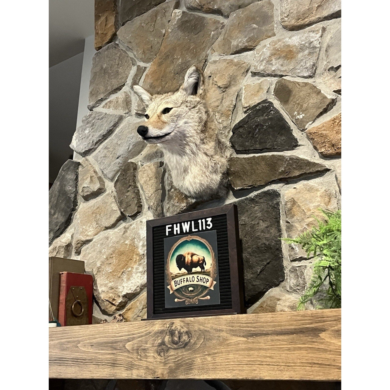 FHWL113- Coyote Shoulder Museum Quality mount Taxidermy