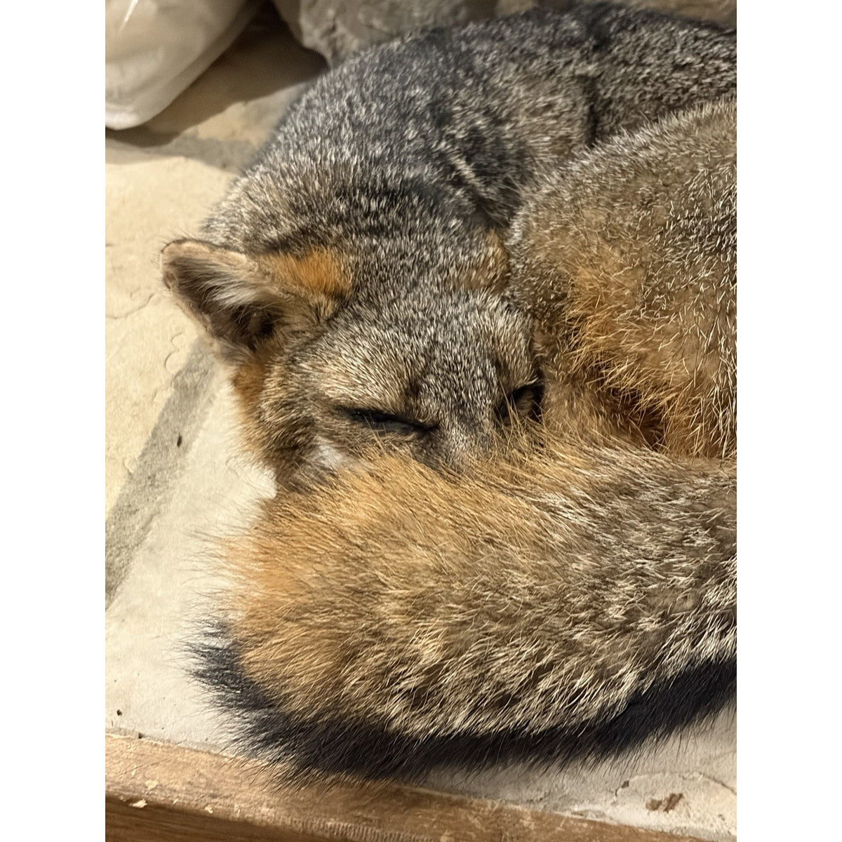 FHWL234 - Grey Fox Taxidermy Full Body Mount Cabin Camp Man Cave