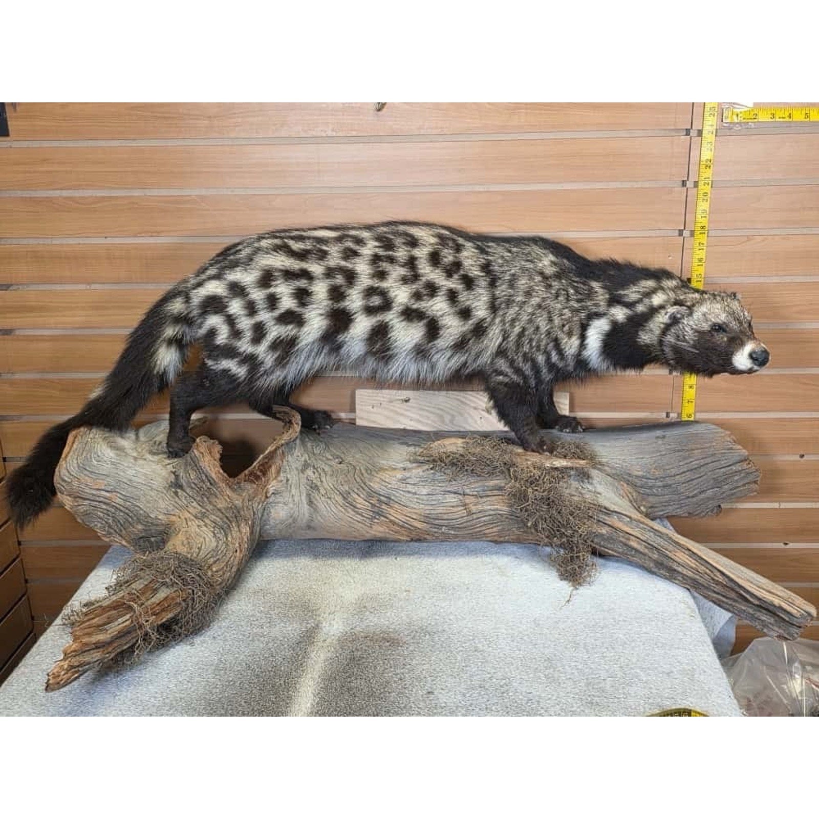 FHCM55 - African Civet Full Body Taxidermy Mount