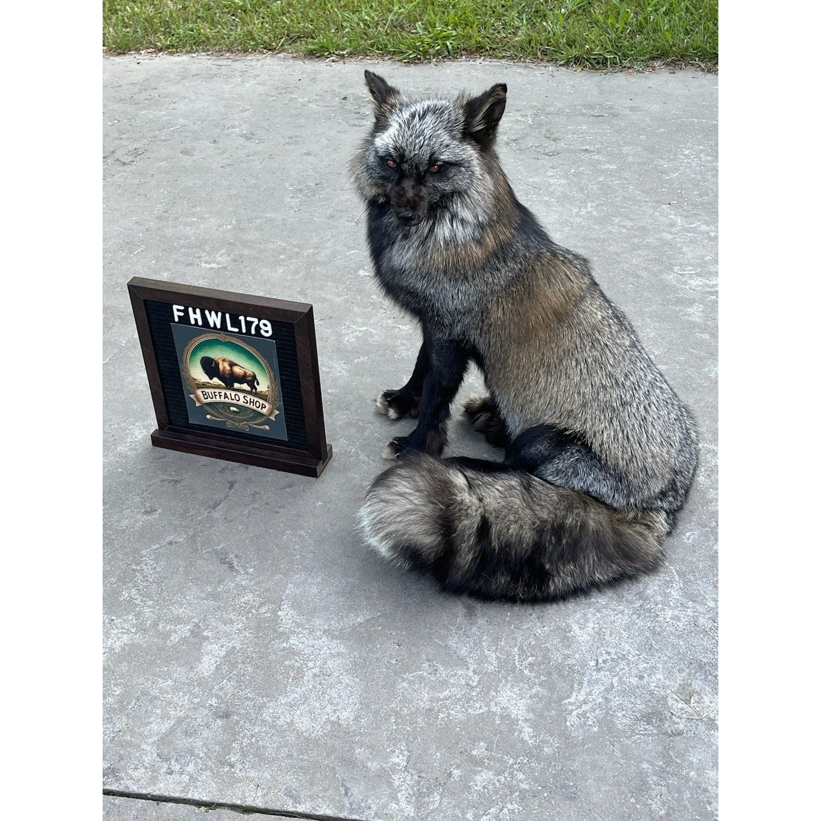 FHWL179 - Museum Quality Black Taxidermy mount