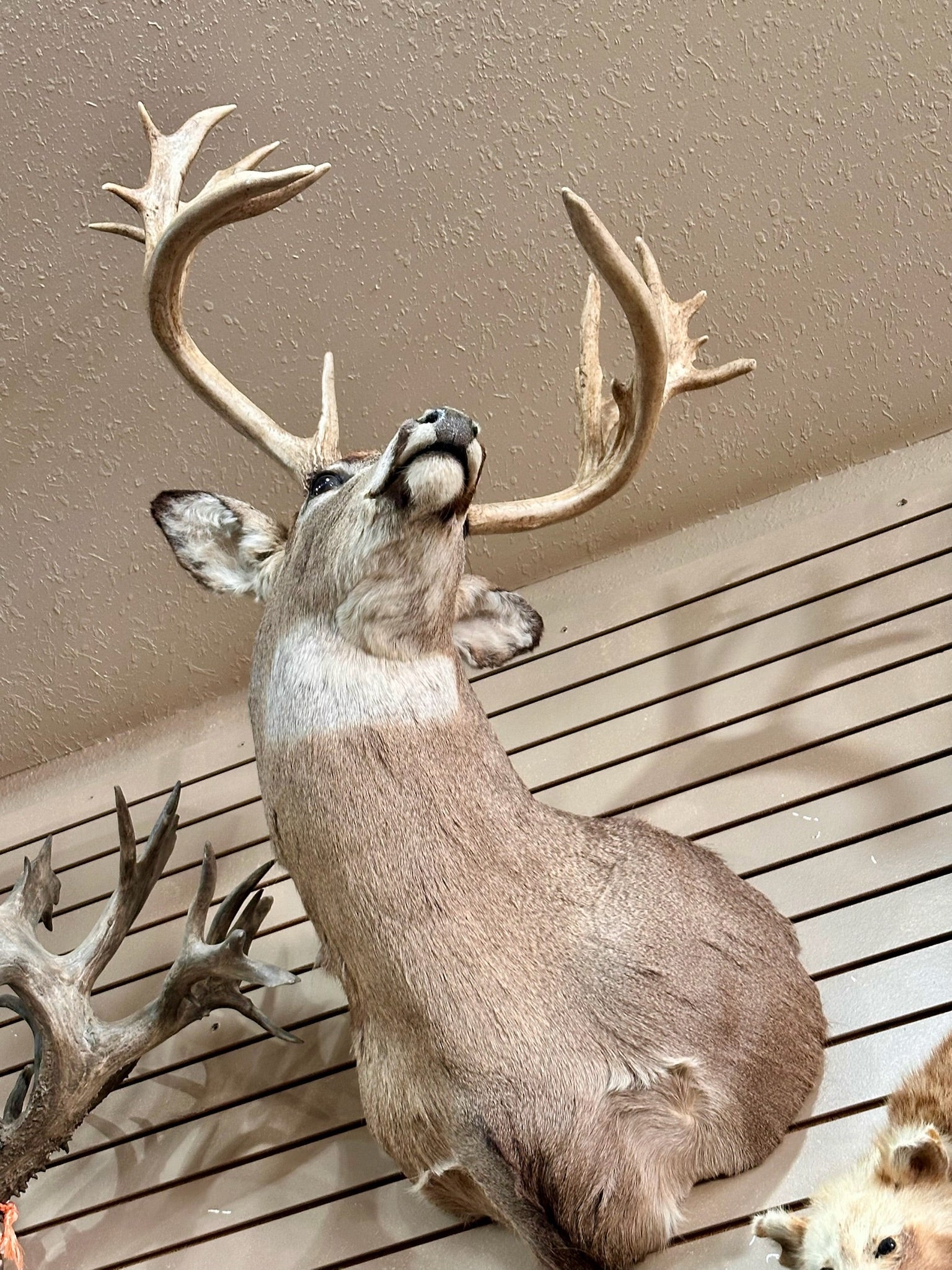 FH195- four whitetail taxidermy mounts