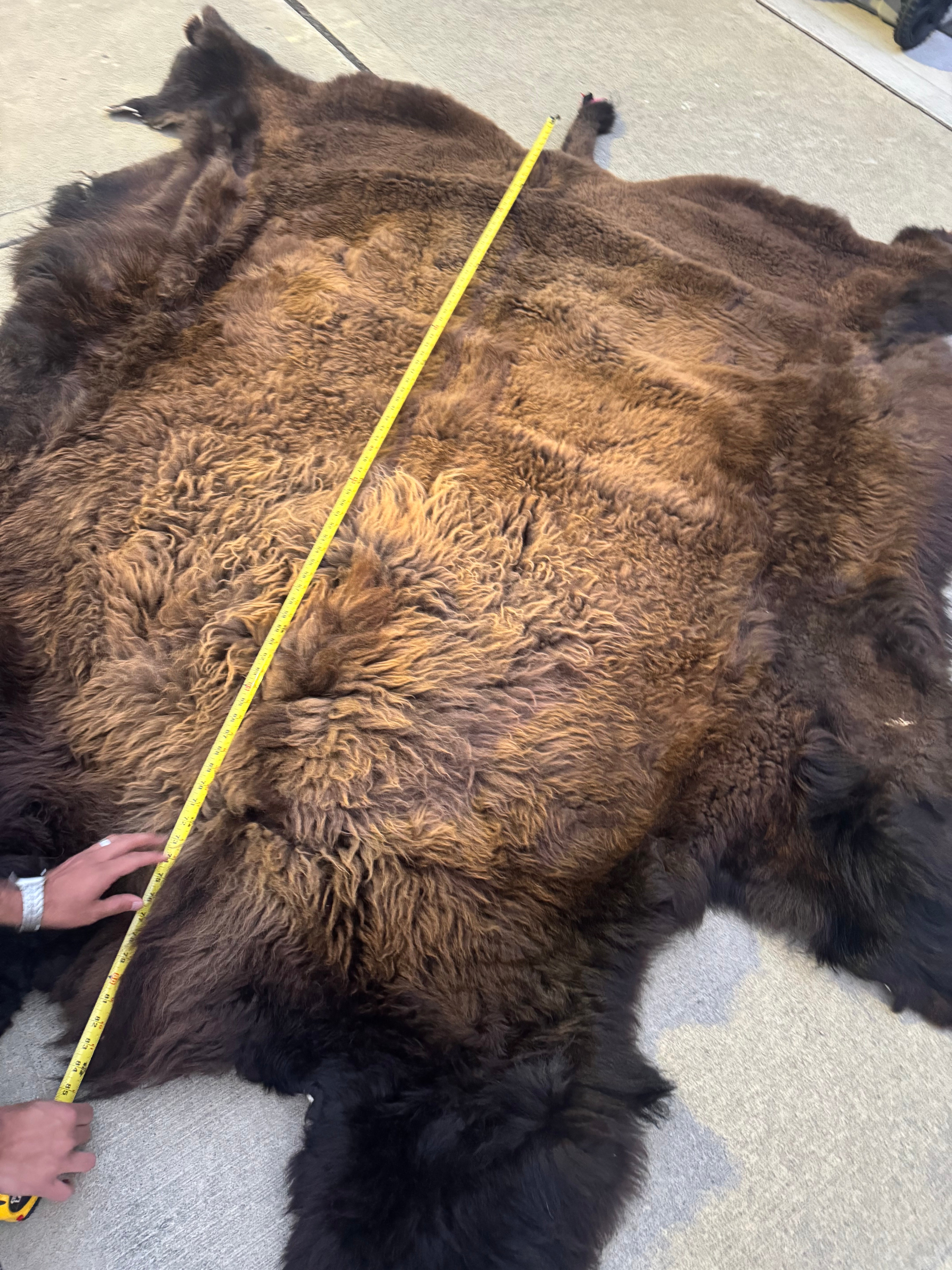 FHWA556 - XXL premium Prime Real Buffalo / Bison Fresh Taxidermy Rug Hide