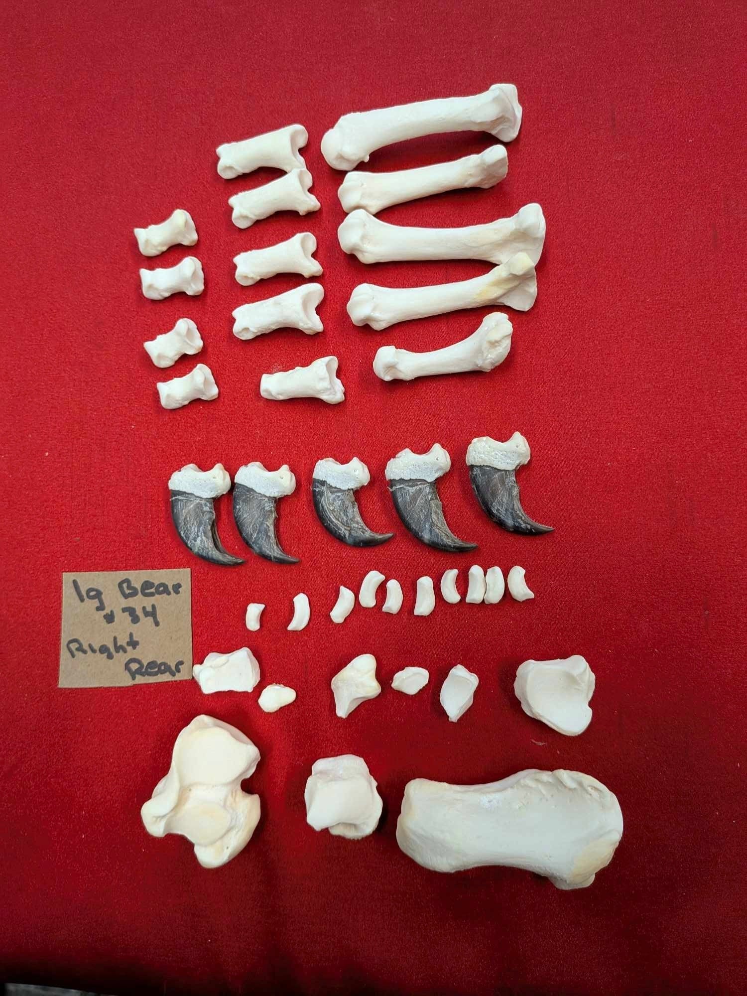 FHPAT556 - Black bear and Cougar paw full skeleton