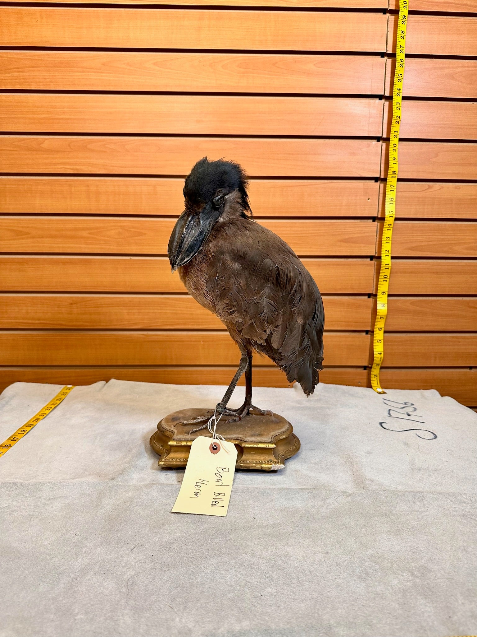 FHSF9-Boat billed Heron bird taxidermy