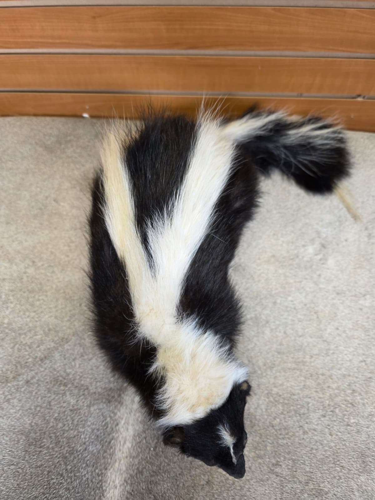 KMSK10 - Full-Body Skunk Taxidermy Mount